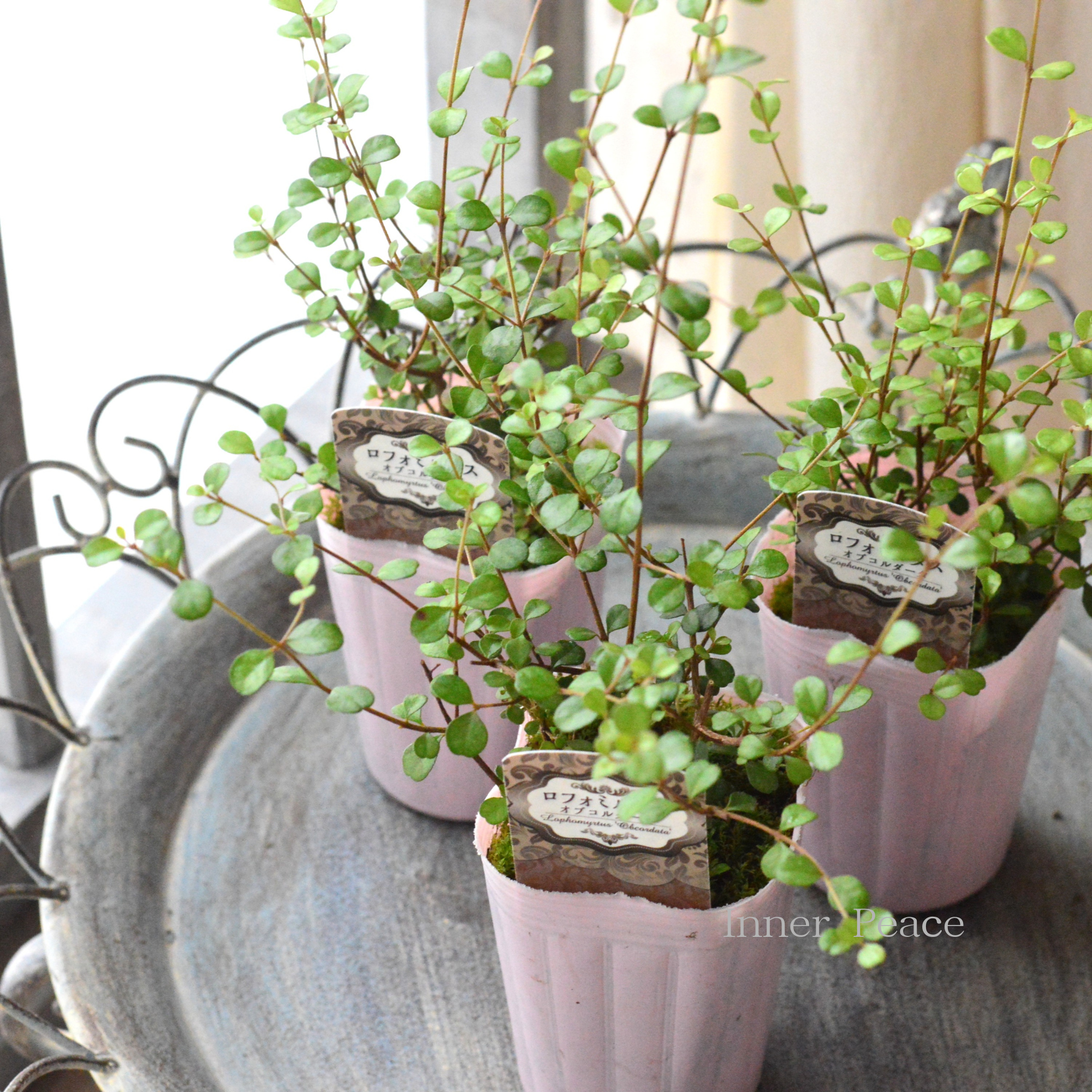 【寄せ植えに】 ロフォミルタス 『オブコルダータ』 2.5寸ロングPOT