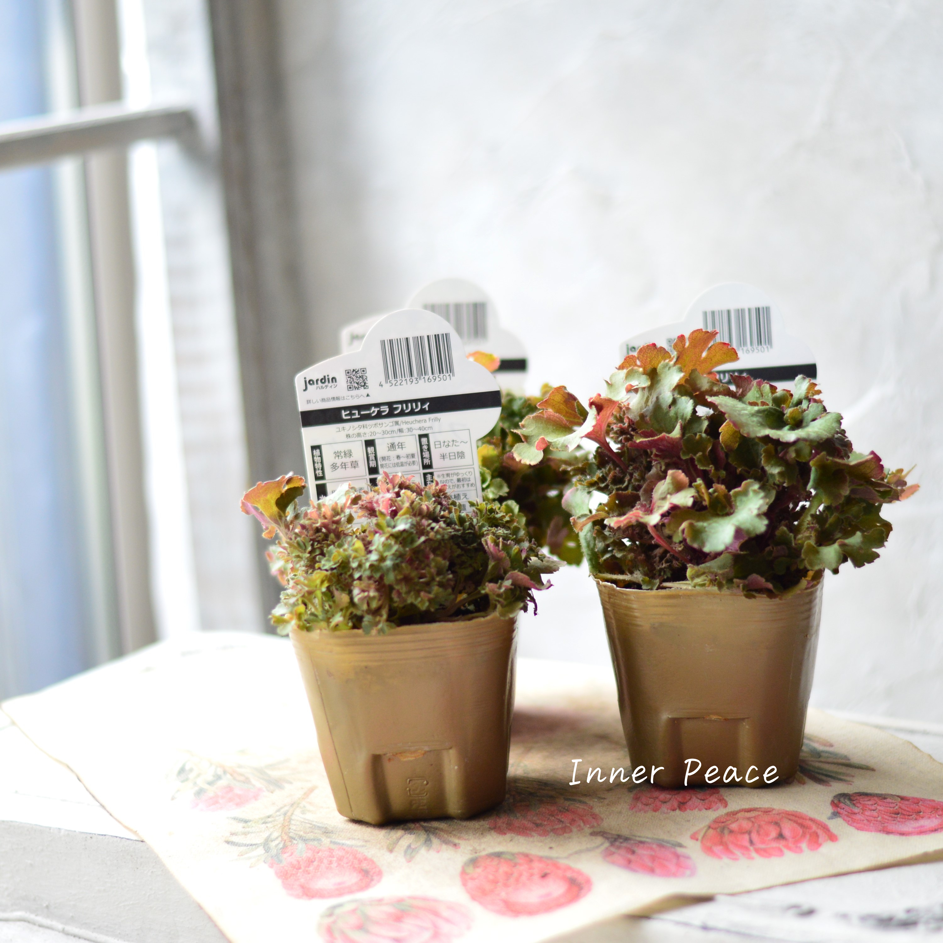 【NEW】 フリフリヒューケラ 『フリリィ』 3寸POT