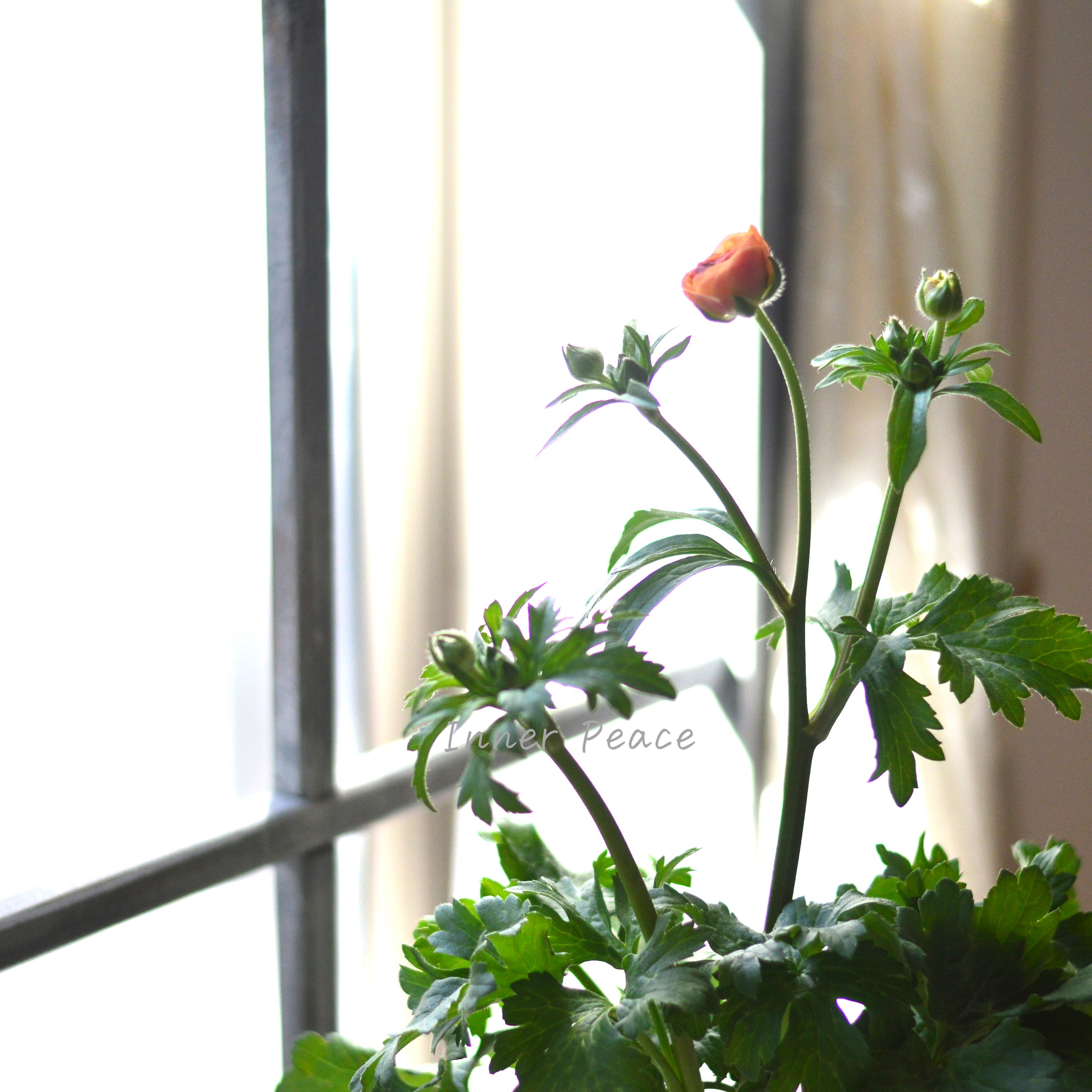 【美しい】 ラナンキュラス・ラックス 『ベスタリス』 3.5寸POT