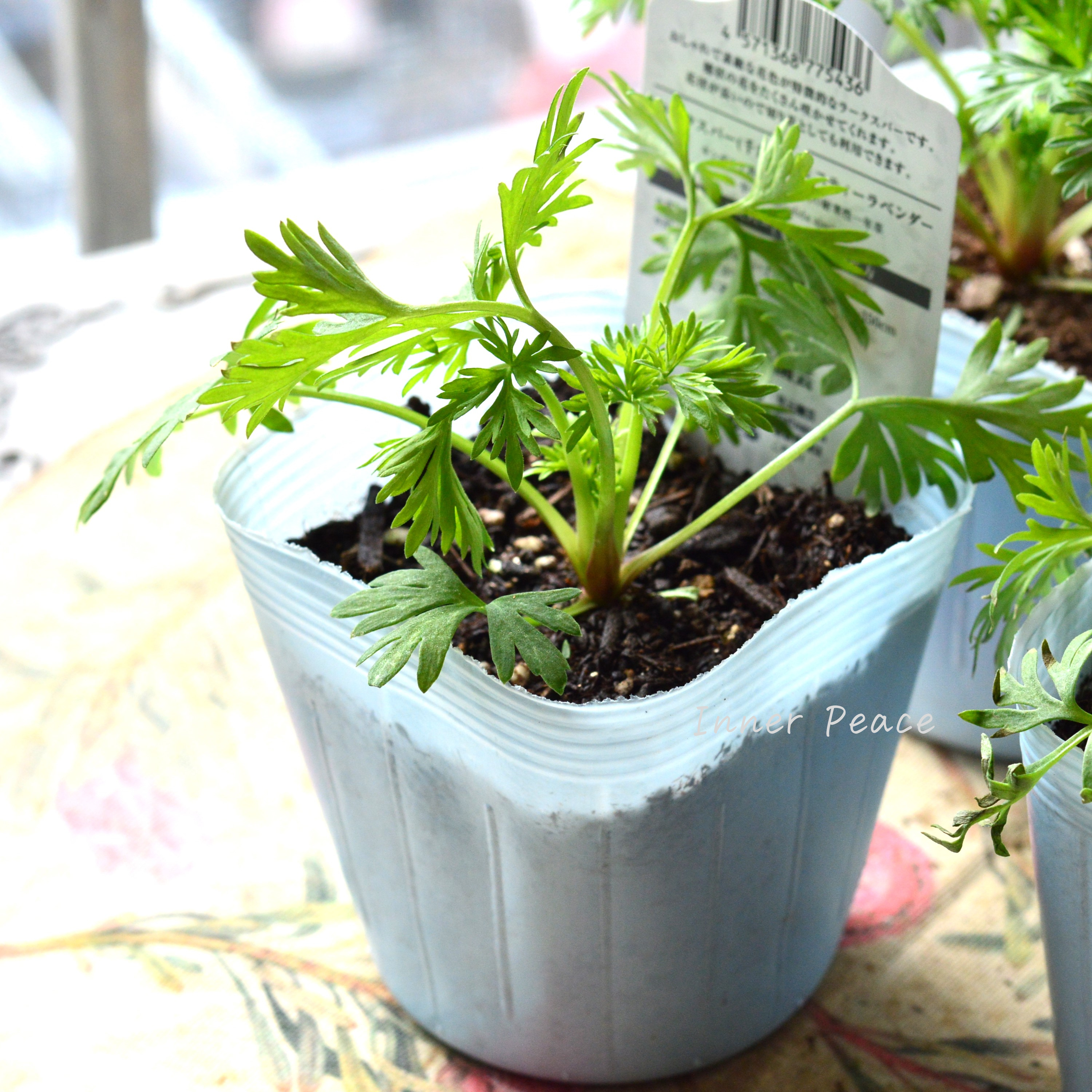 【人気】 ラークスパー 『ミスティラベンダー』 3寸POT