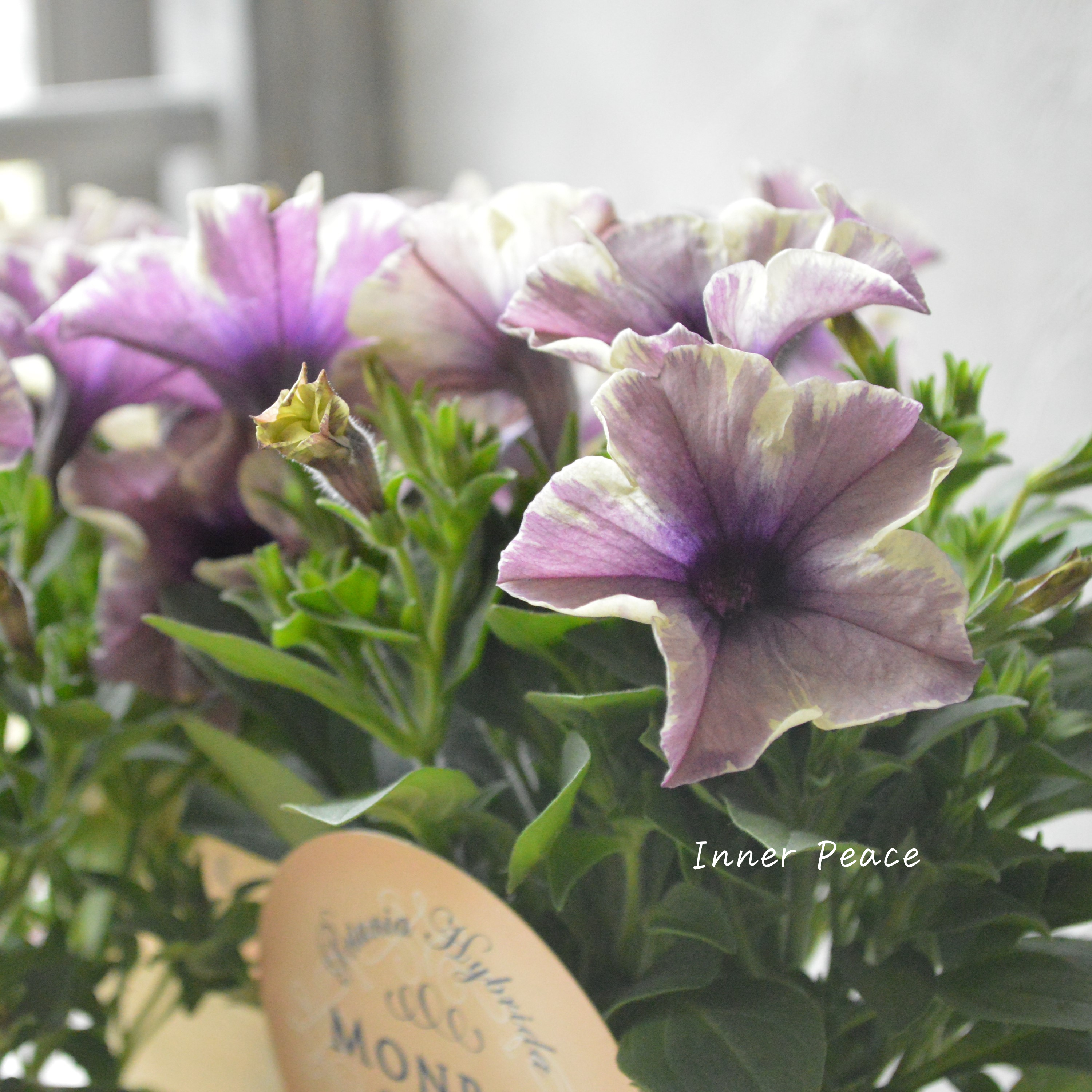 【花芳さんオリジナル】 ペチュニア 『モンローウォーク・ベールモーブシルバー』 3.5寸POT