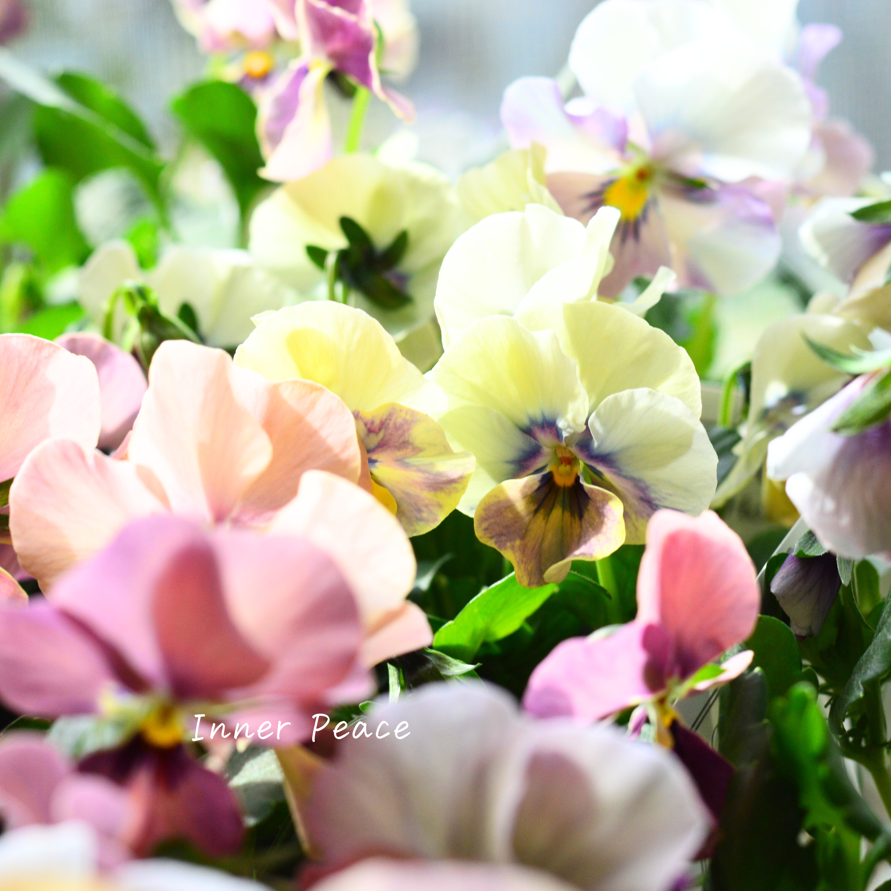 【美しい】 ビオラ ロカハーツ 『ホルシス』 3.5寸POT