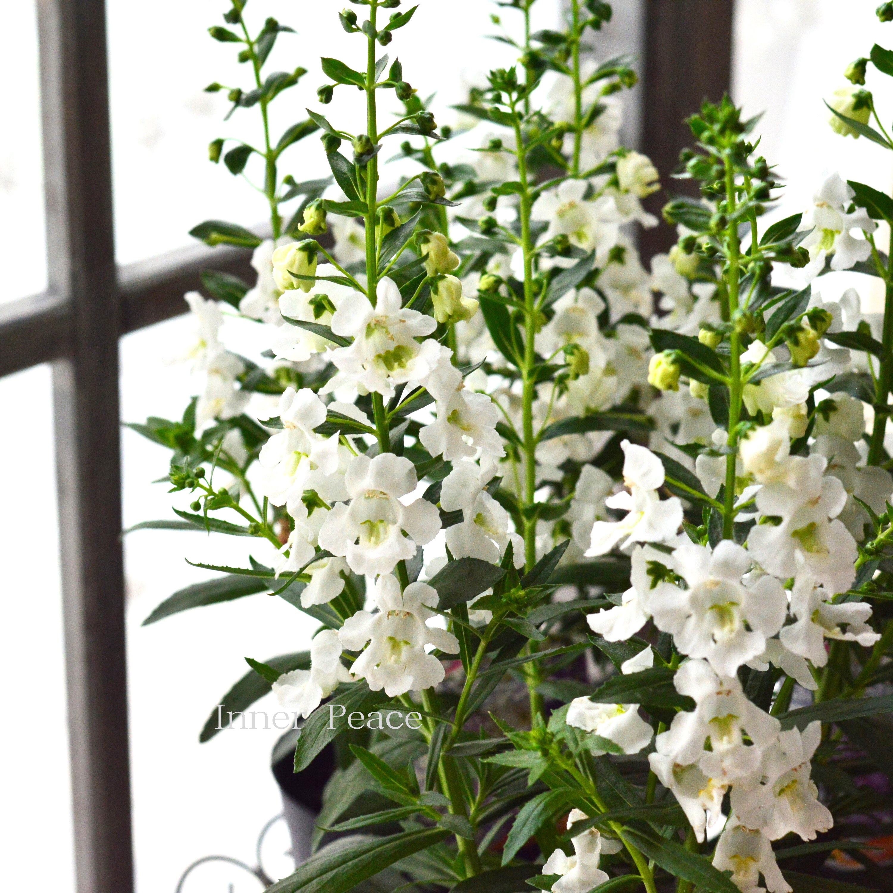 【酷暑に強い】 栄養系 アンゲロニア 『センセーション・ホワイト』 3.5寸ロングPOT