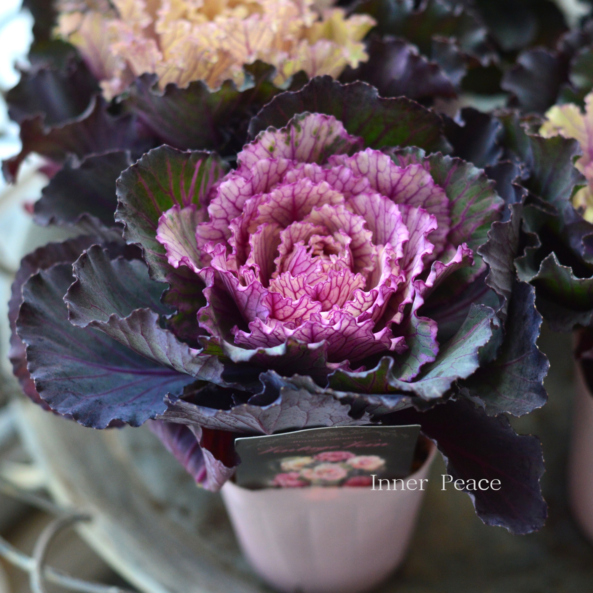 【美しい】 葉牡丹 『ヴィンテージベイン・フリル』 2.5寸POT