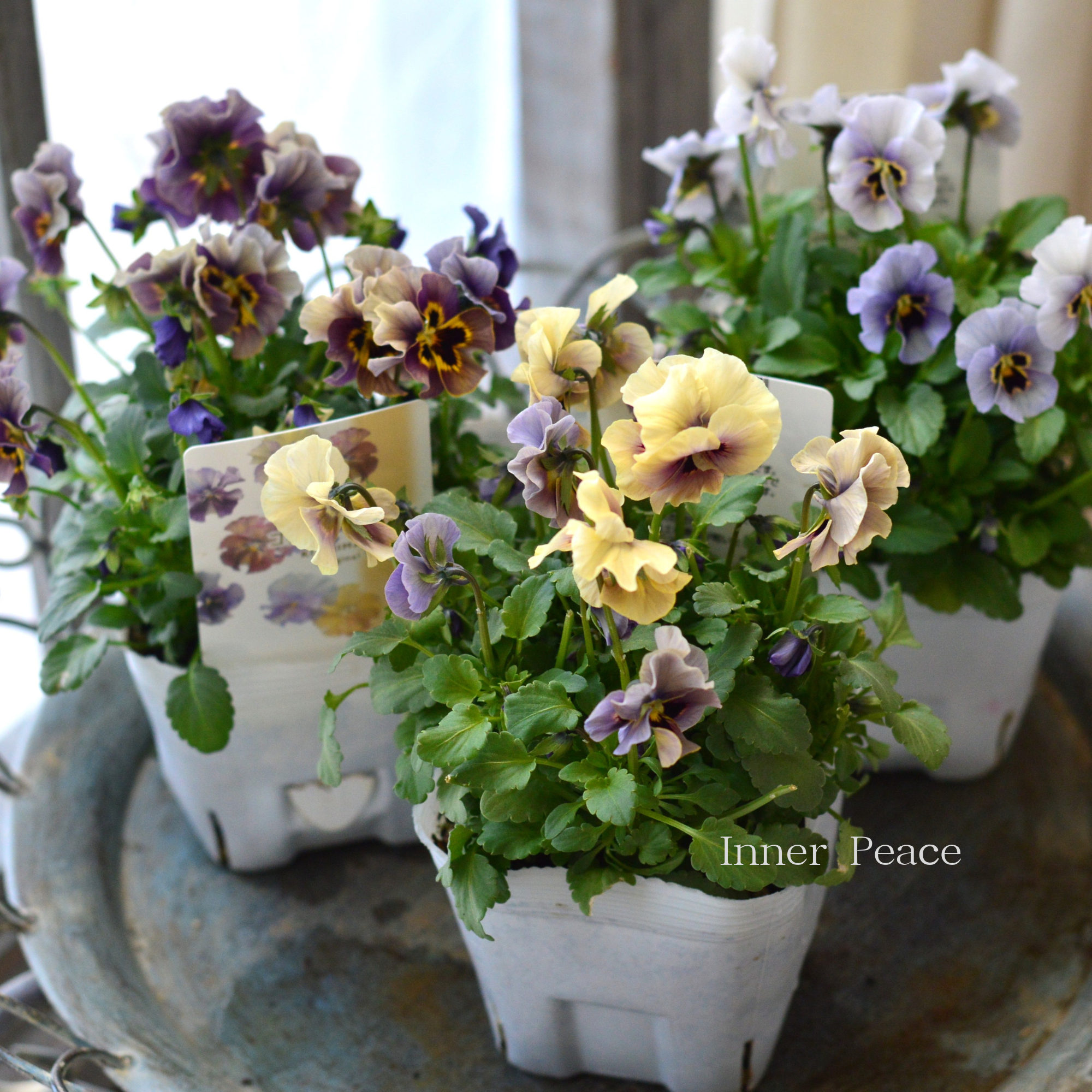 【ステキ】 北島園芸さんのビオラ 『コルティルーチェ・シック系』 3.5寸POT