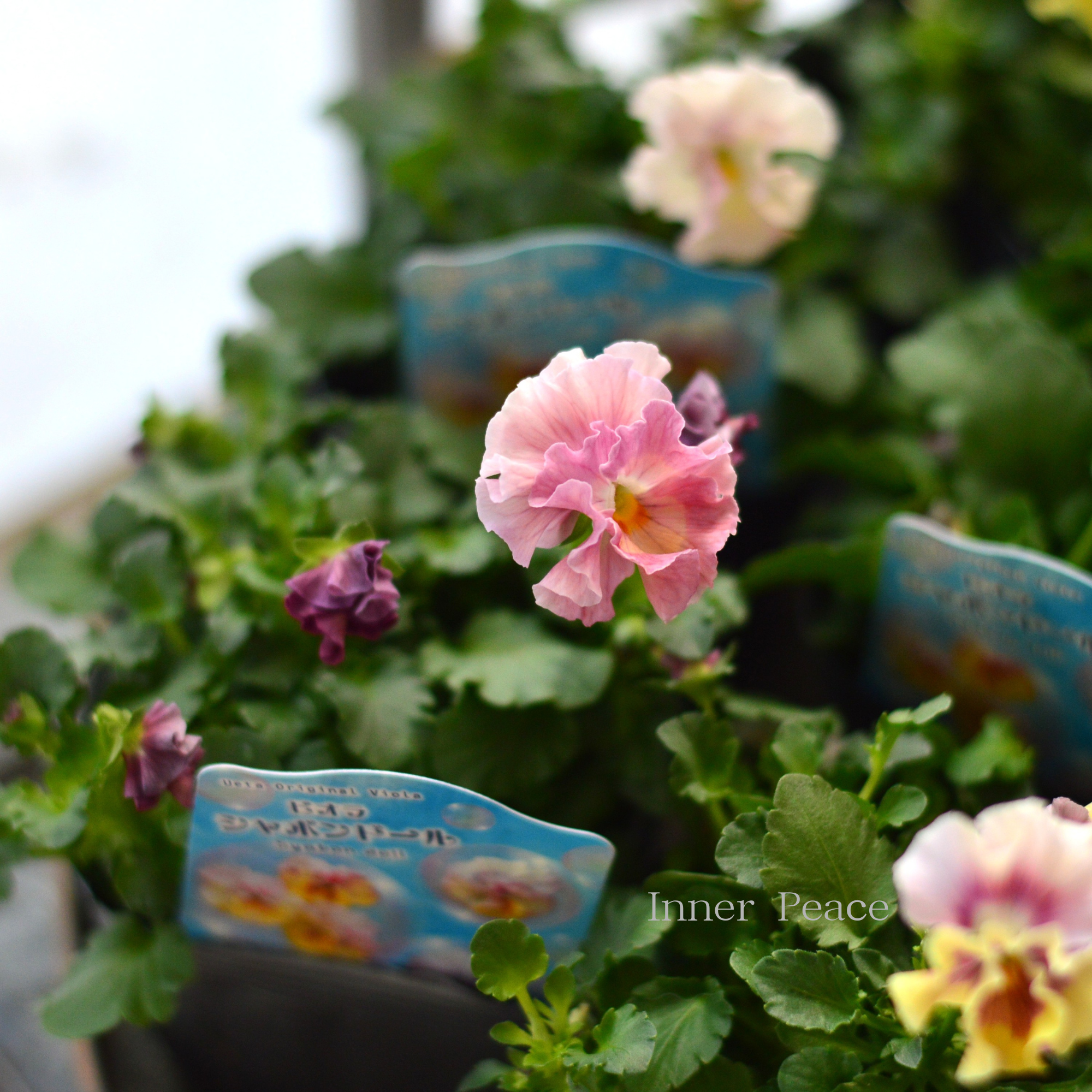 【うえたさん育種】 ビオラ 『シャボンドール』 3.5寸POT