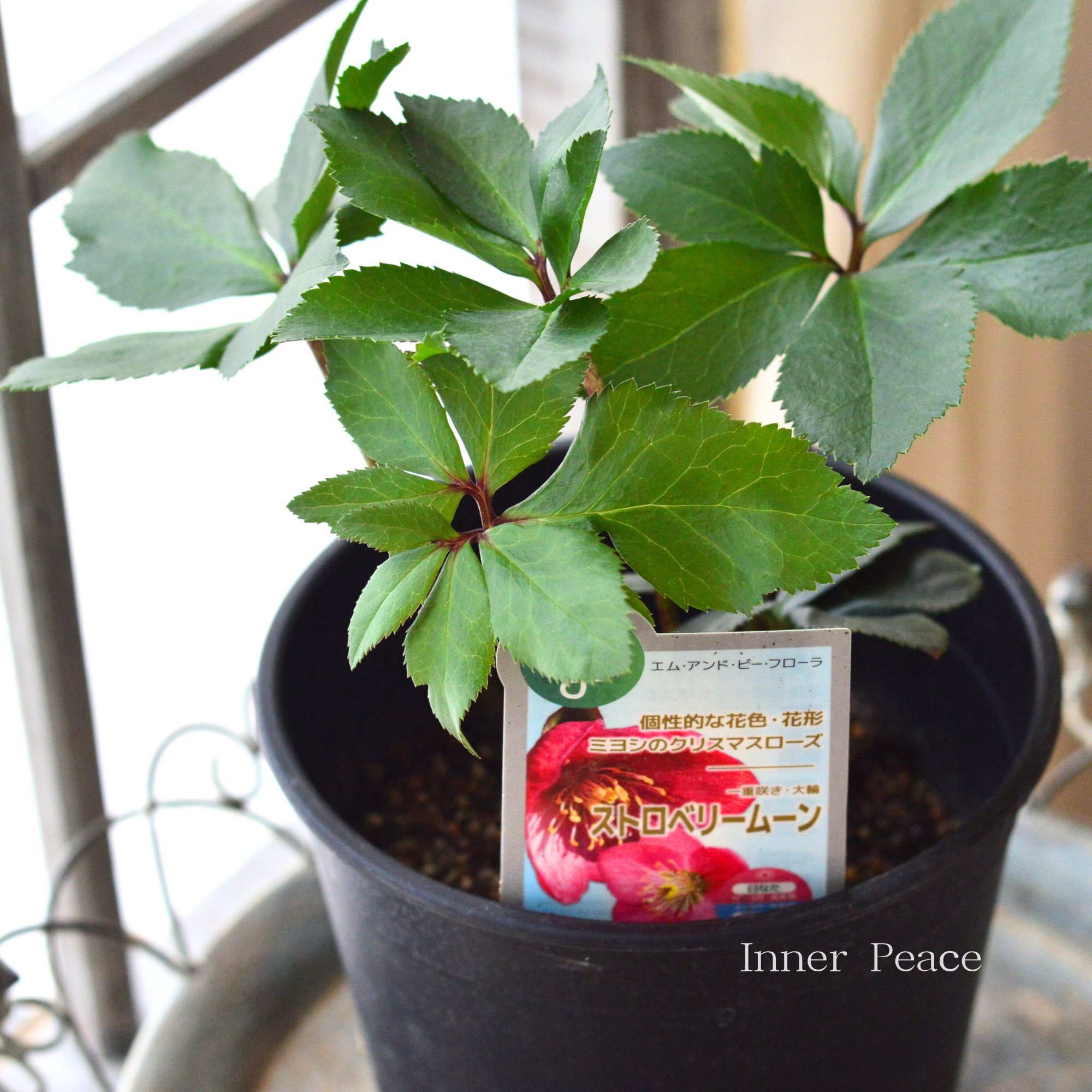 ミヨシ】 クリスマスローズ 『ストロベリームーン』 6号鉢