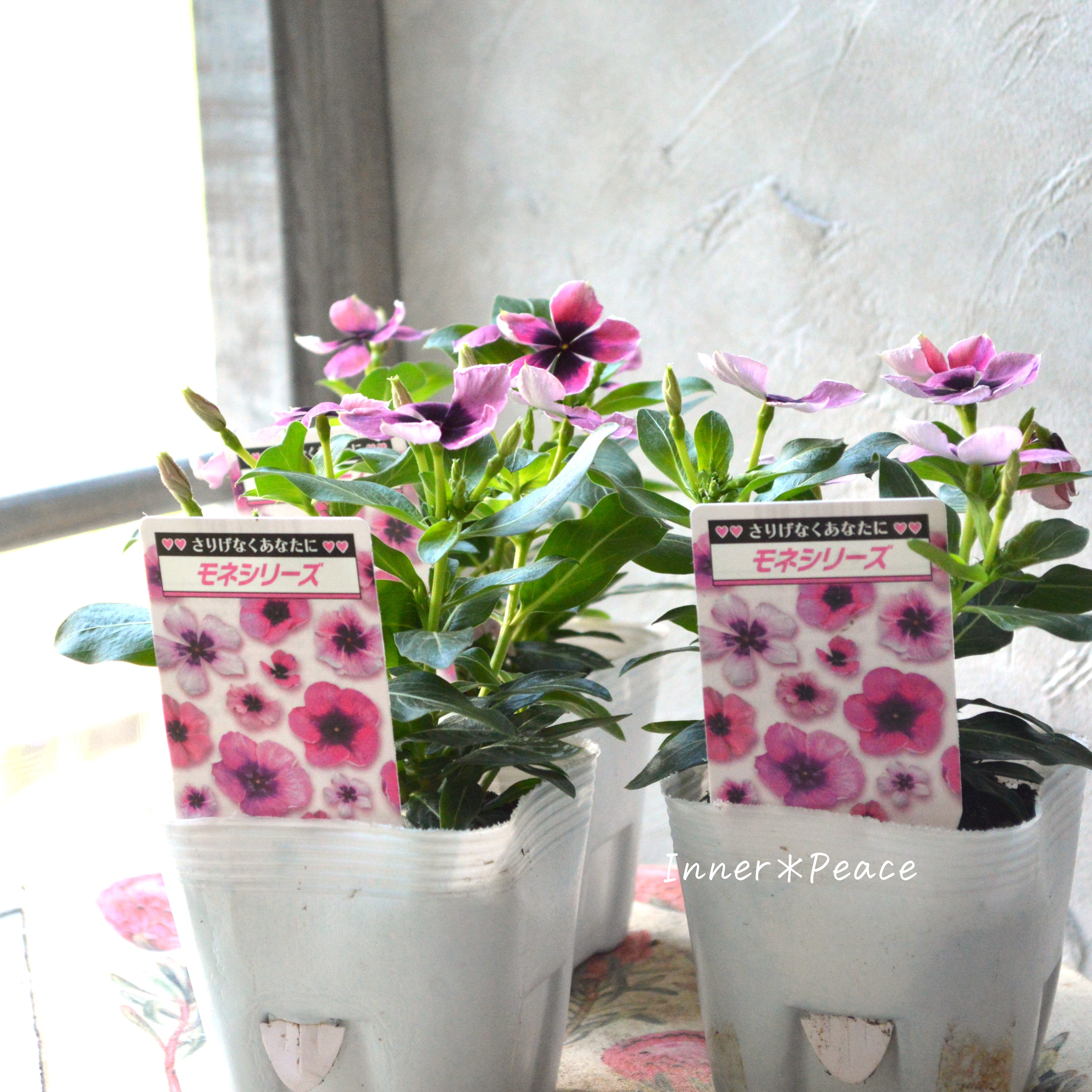 【北島園芸さん】 ニチニチソウ 『モネアンティーク・ピンク』 3.5寸POT