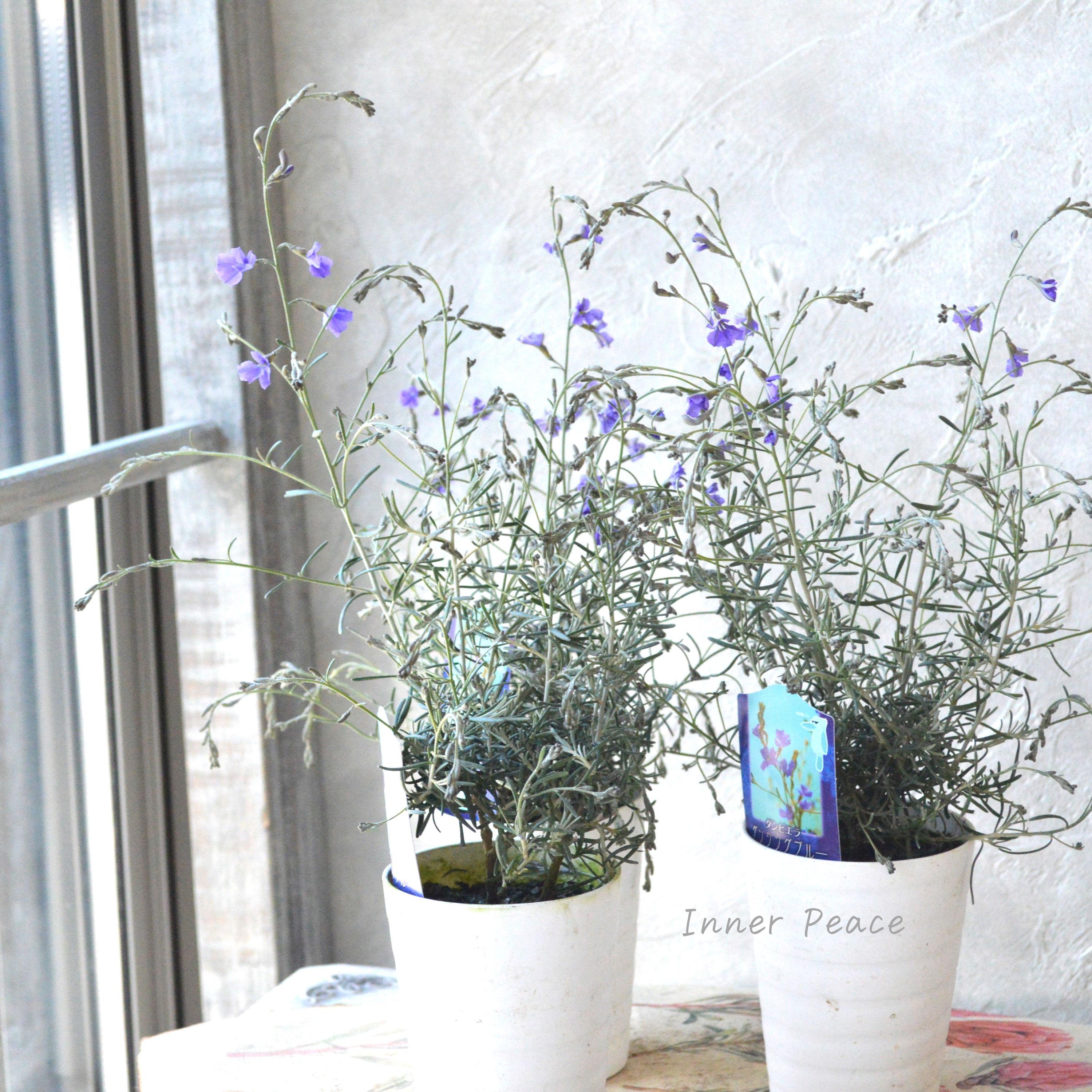 【美しい】 ダンピエラ 『ダンシングブルー』 3寸鉢