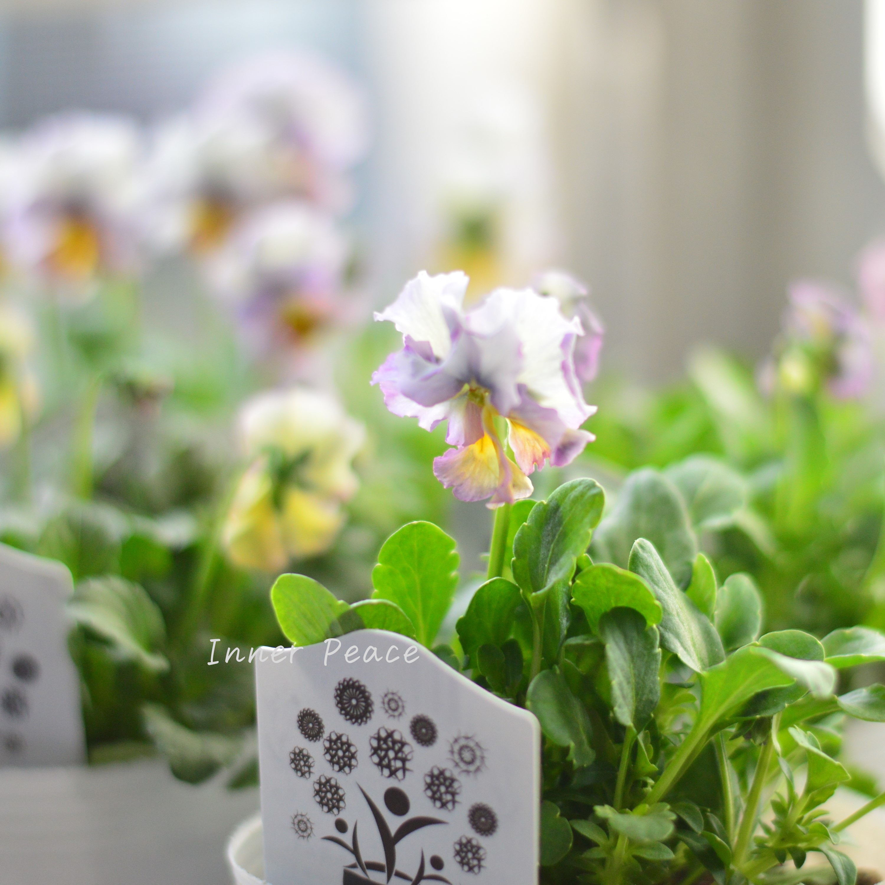 【希少】 ナラティブフラワーズさん試作品ビオラ 3寸ロングPOT