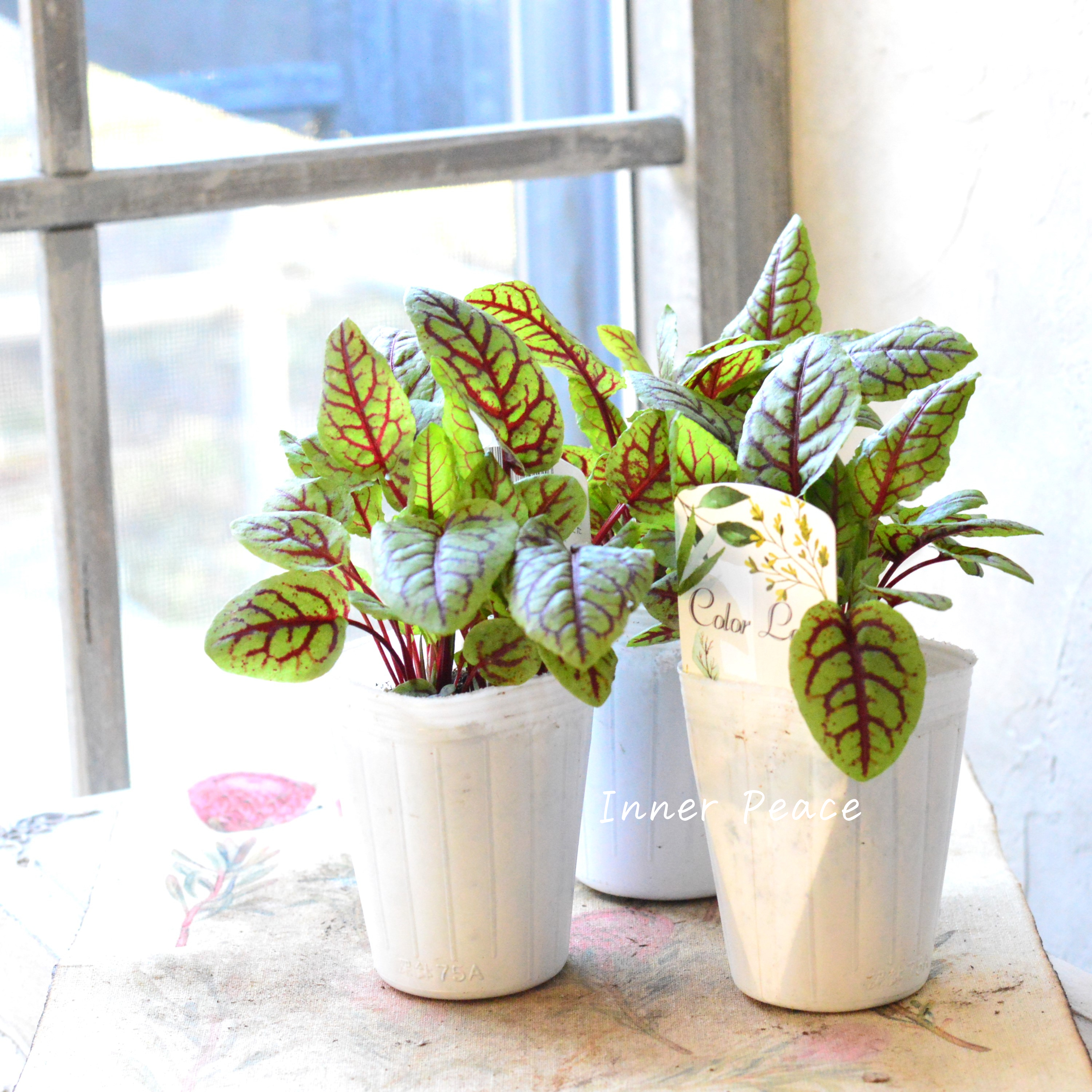 【寒さに強い】 ルメックス 『ブラッディドック』 2.5寸ロングPOT