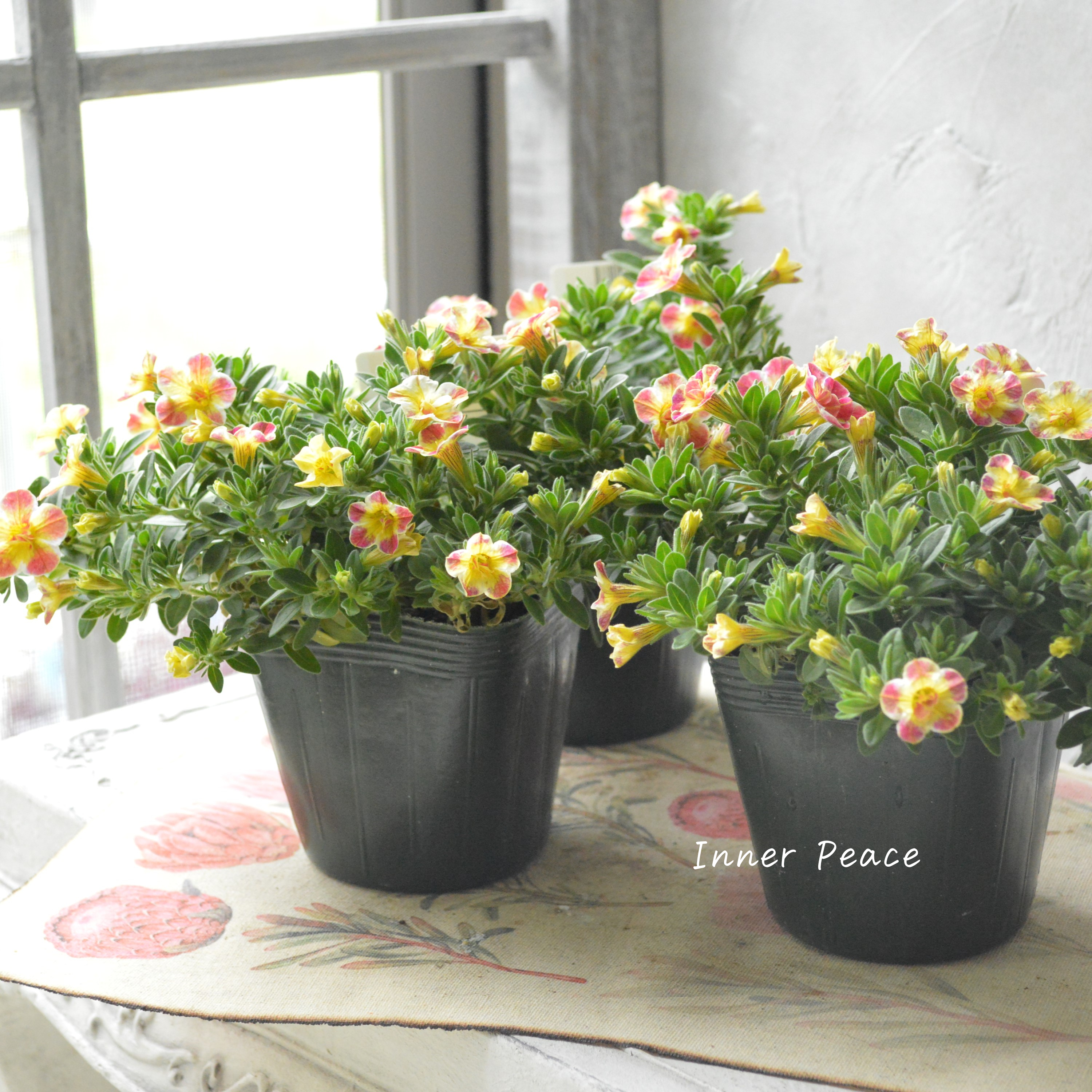 【ゲブラさん】 Sale! カリブラコア 『Emily ~エミリ~』 3.5寸POT