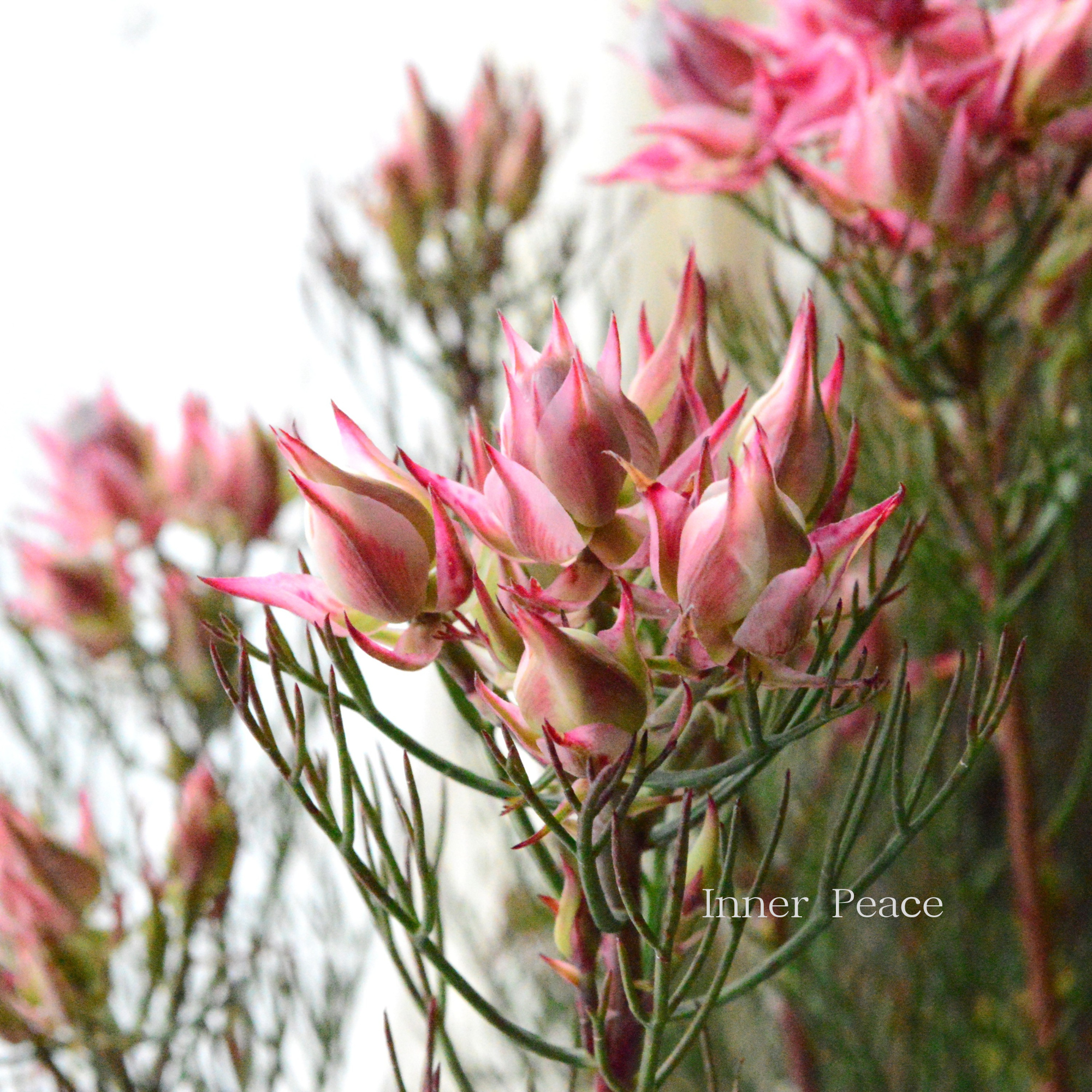 【大苗】 ジョーイセルリア 『カルメン』 6号鉢