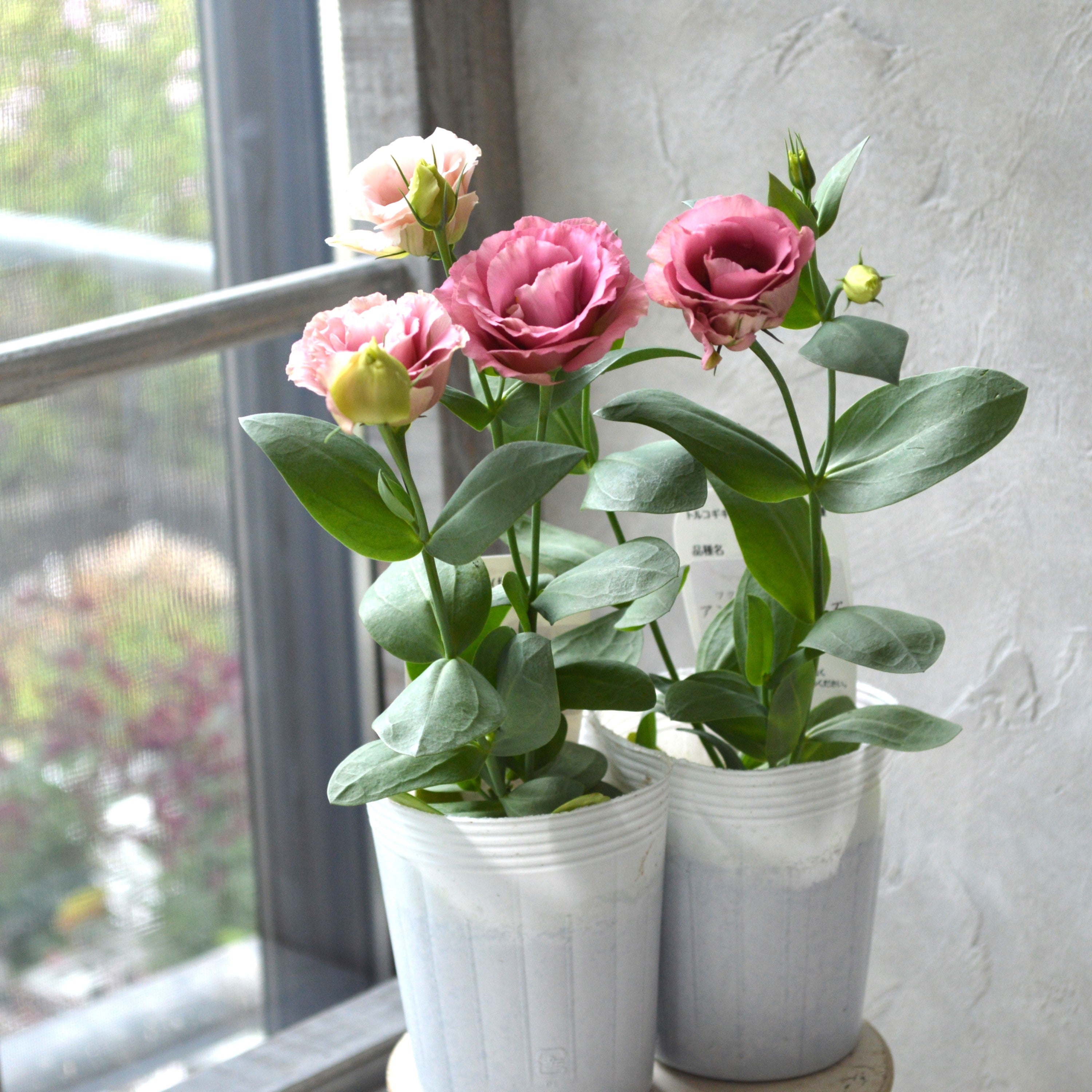 【美しい】 トルコギキョウ 『アンティークローズ』 3寸POT