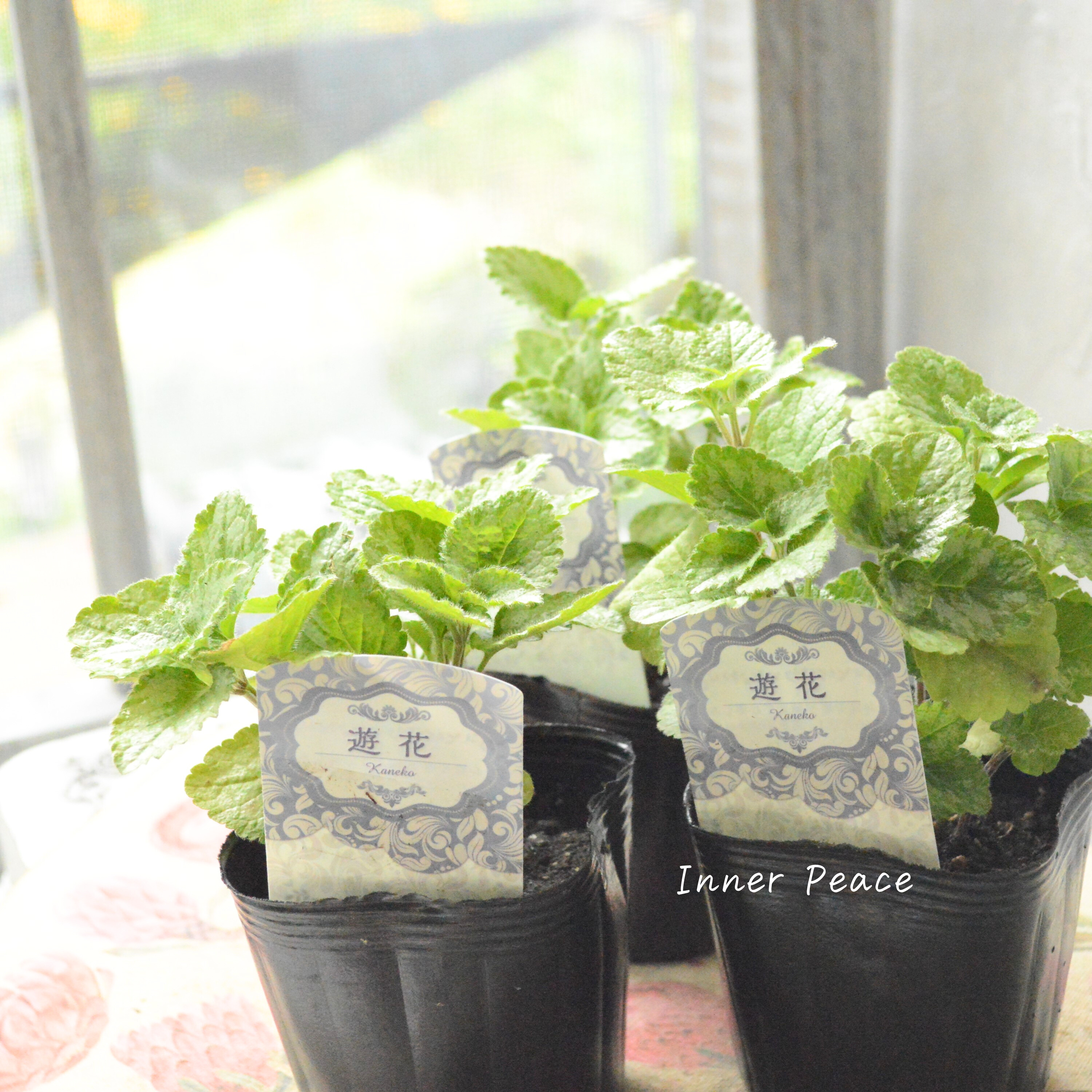 【かっこいい】 ラミウム 『ガリオブドロン』 3寸POT