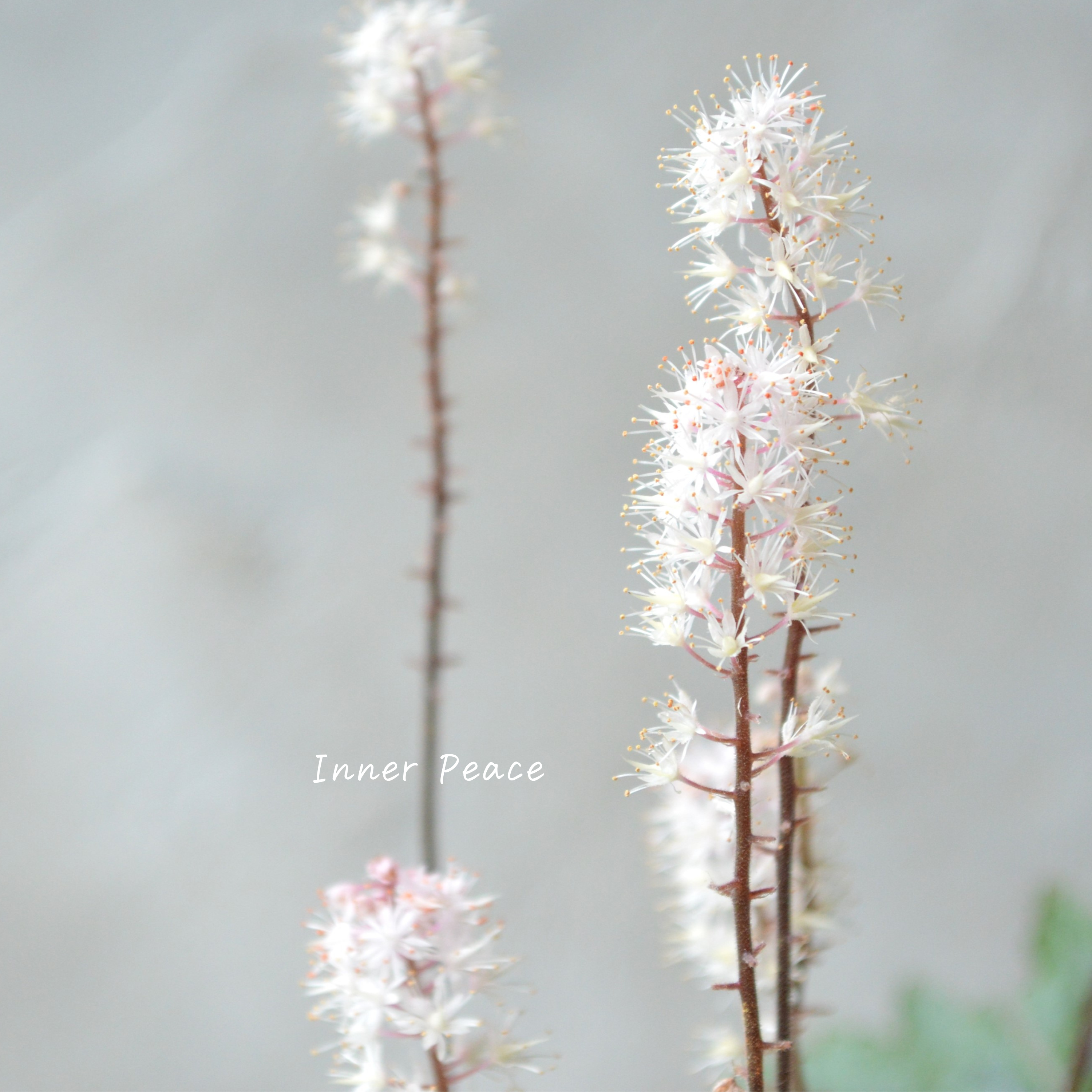 【宿根草】 ティアレラ 『スプリングシンフォニー』 2.5寸ロングPOT