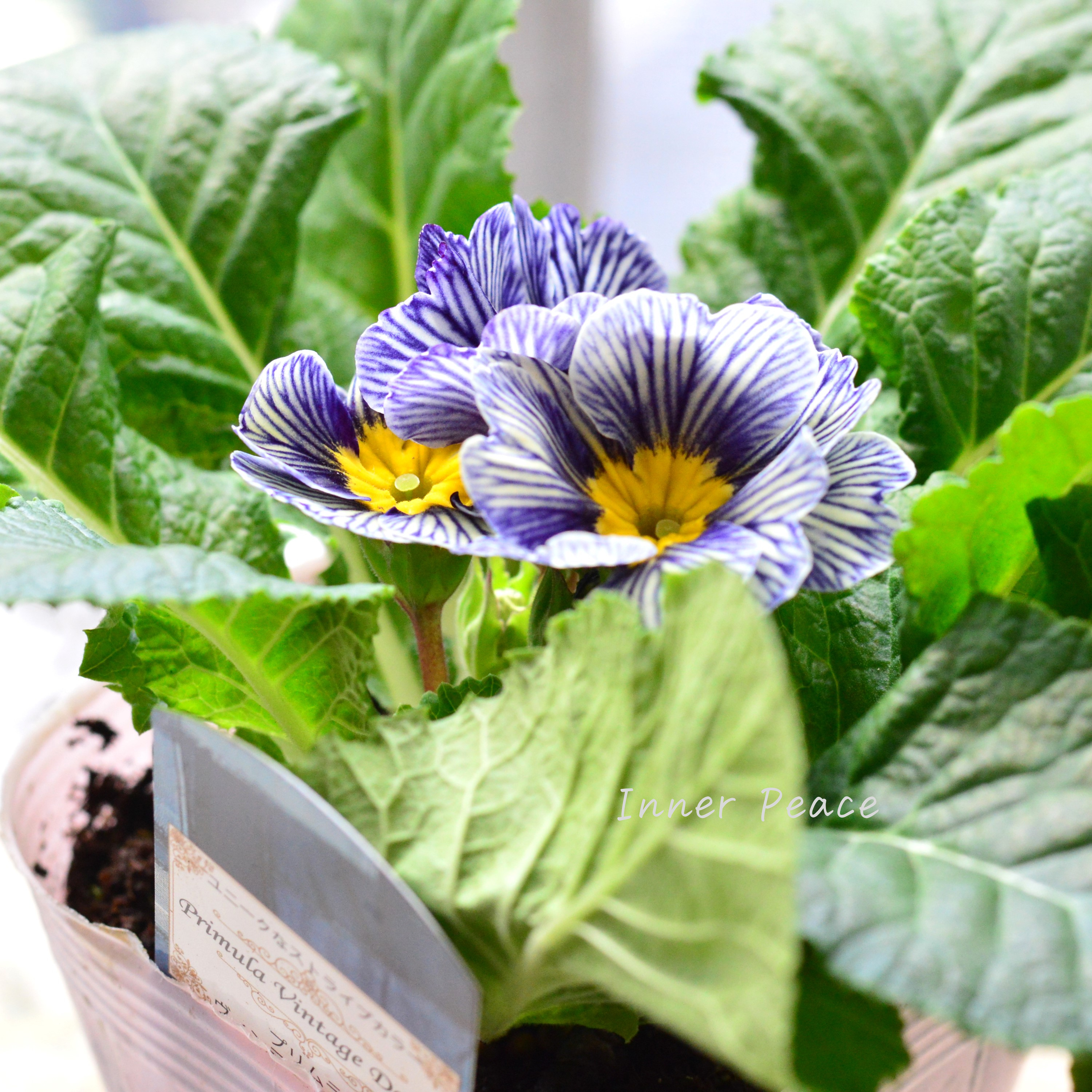 【個性的】 プリムラ 『ヴィンテージデニム』 3寸POT