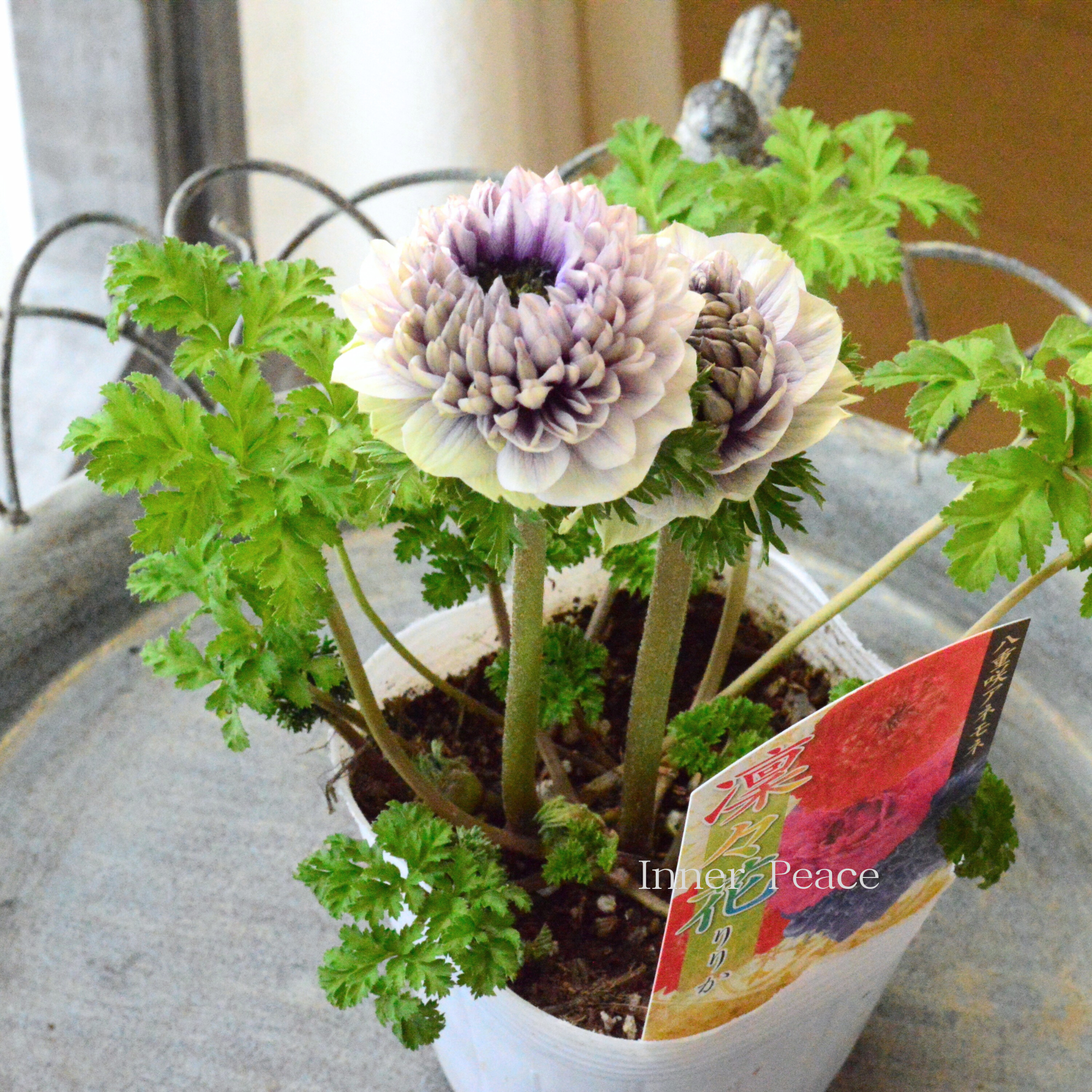 【八重咲き】 アネモネ 『凜々花・ラベンダー系』 3.5寸POT