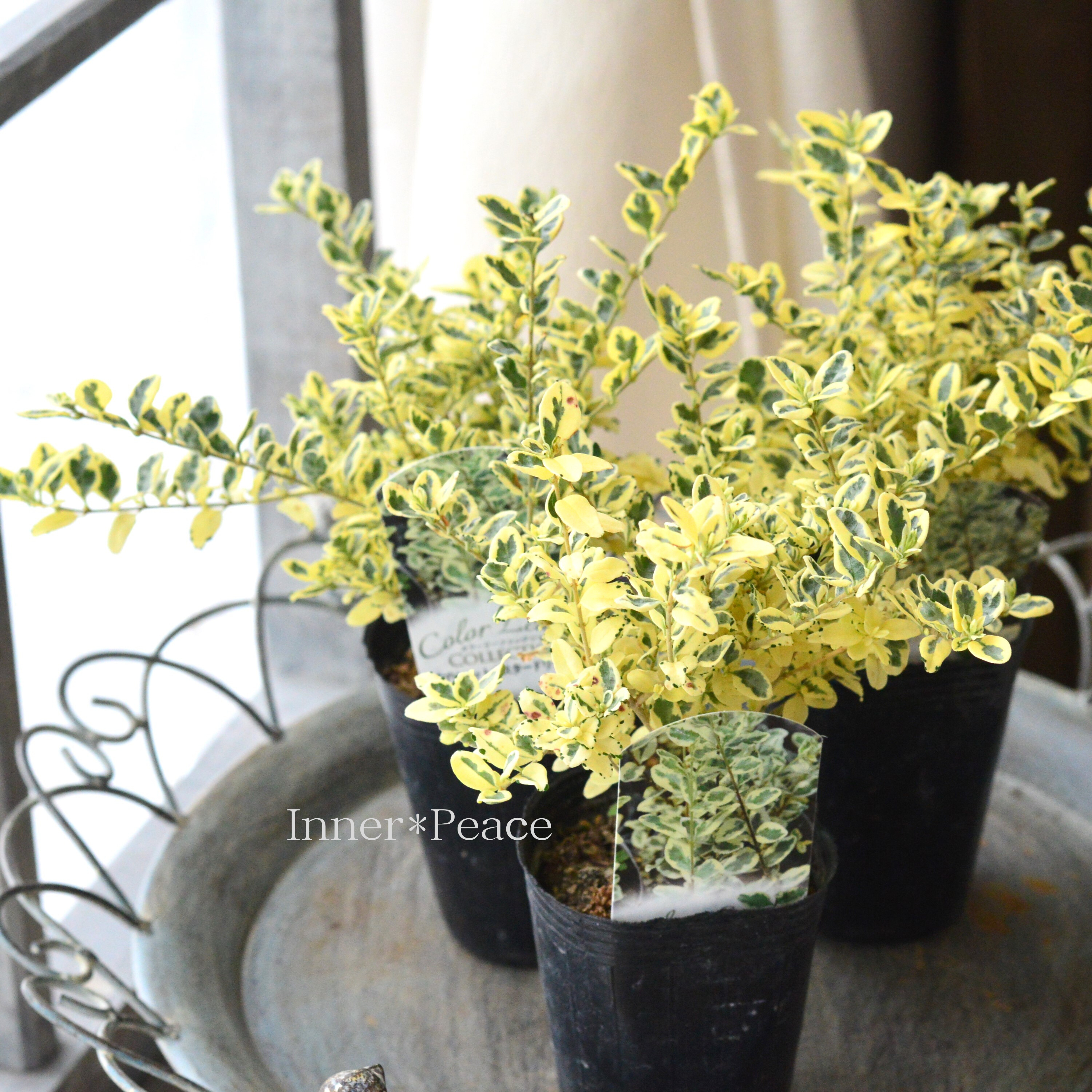 【斑入り】 プリペット 『カスタードリップル』 2.5寸POT