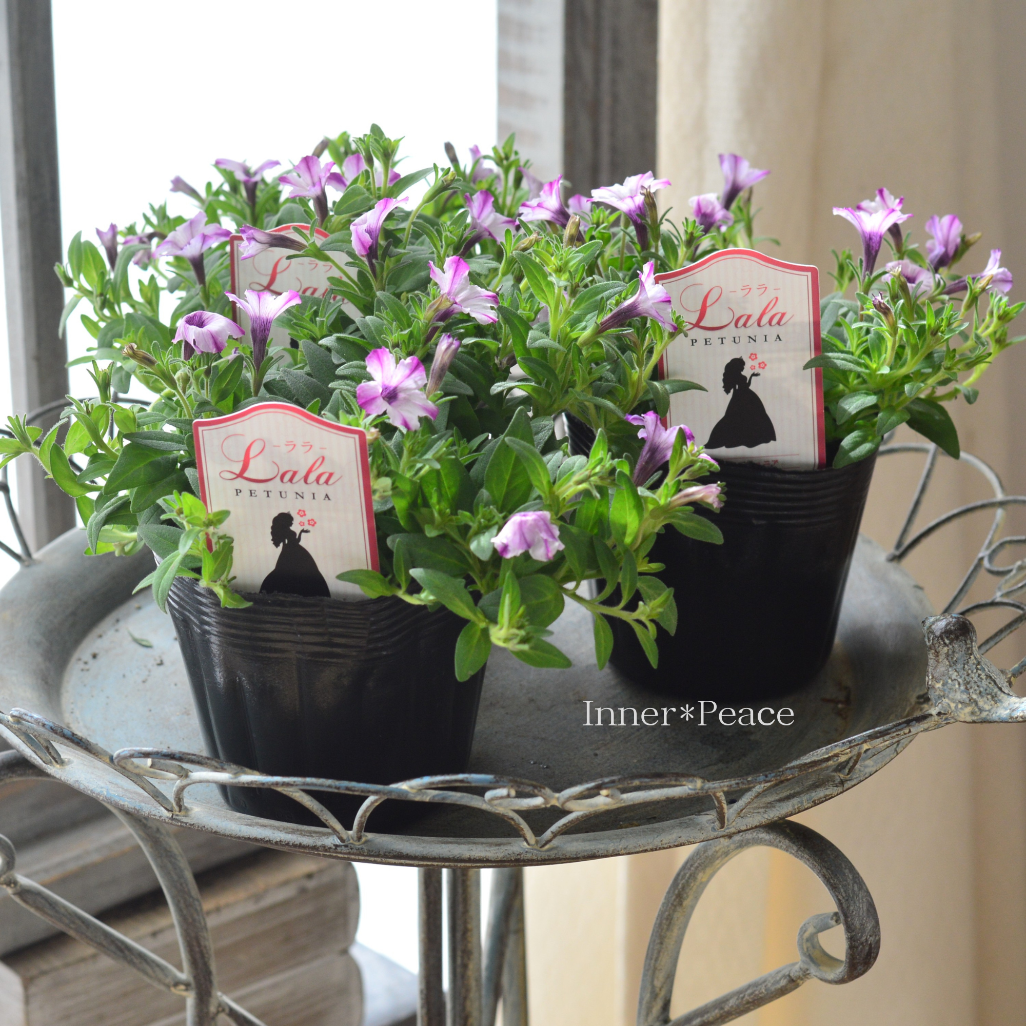 【かわいい】 ペチュニア 『ララ・ホワイトドレス』 3.5寸POT