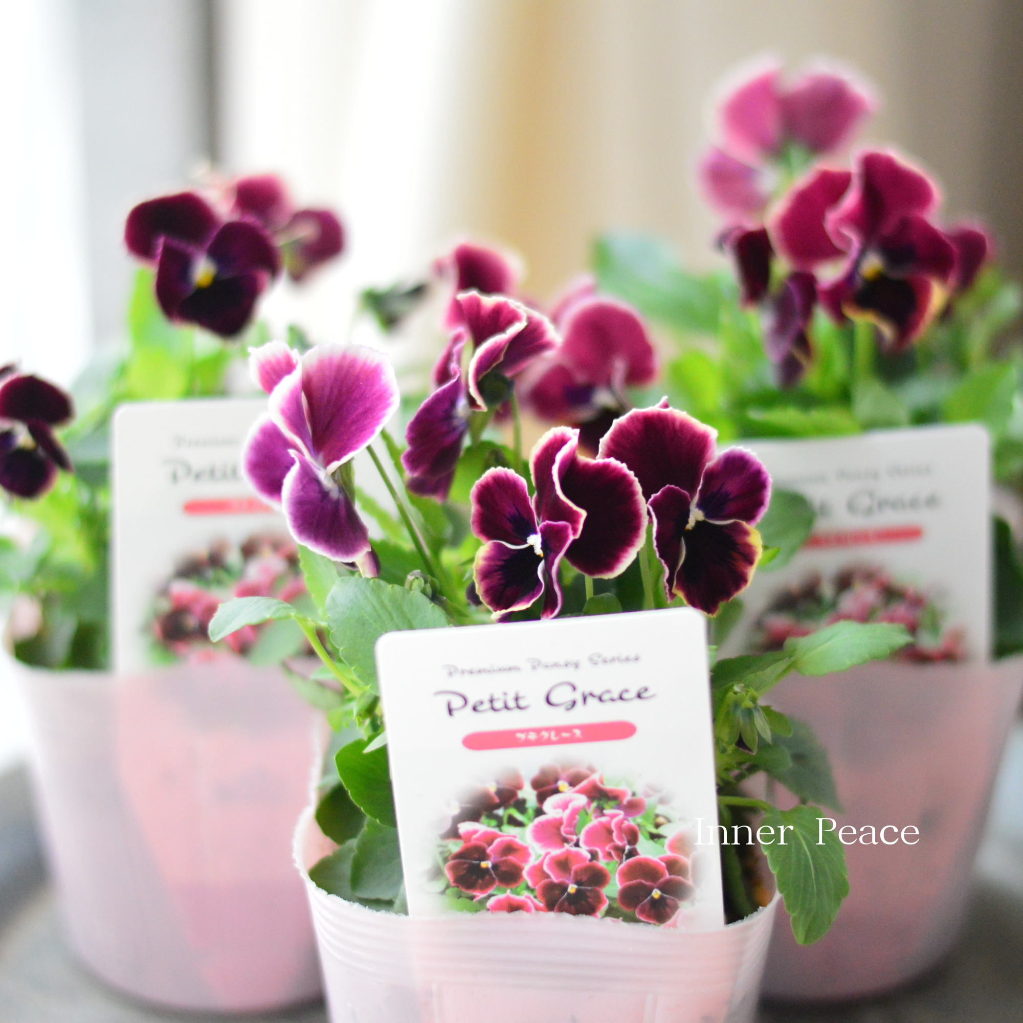 【かわいい】 パンジー 『わらく・プチグレース』 3.5寸POT