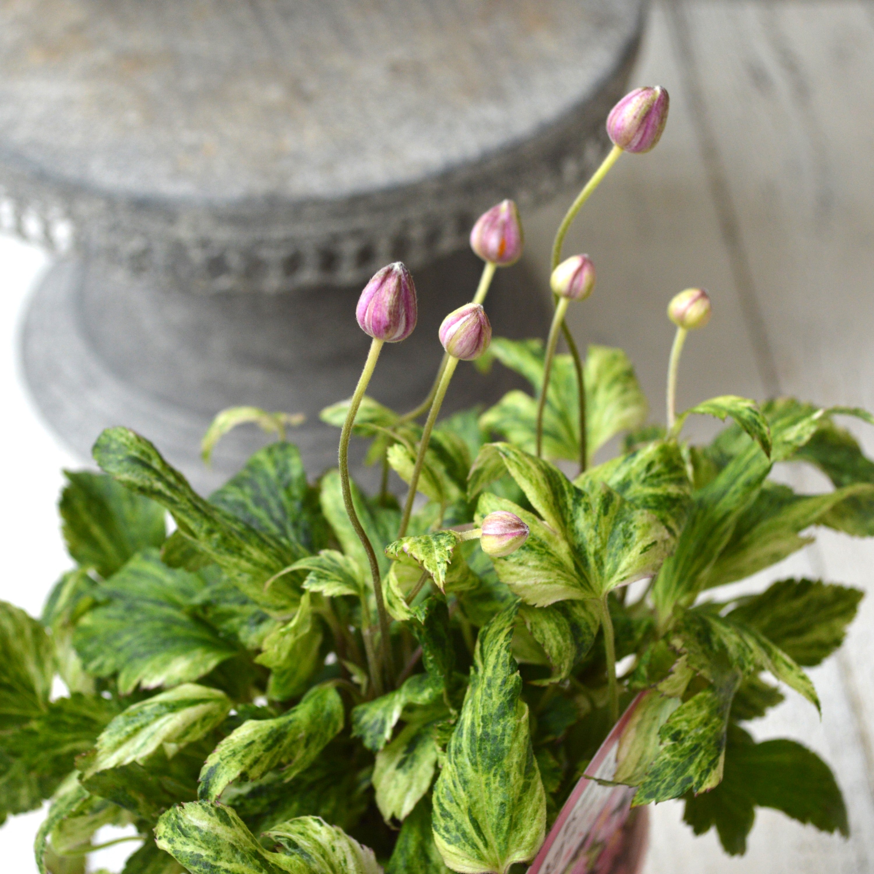 【斑入り】 シュウメイギク 『初音~はつね~』 3.5寸POT