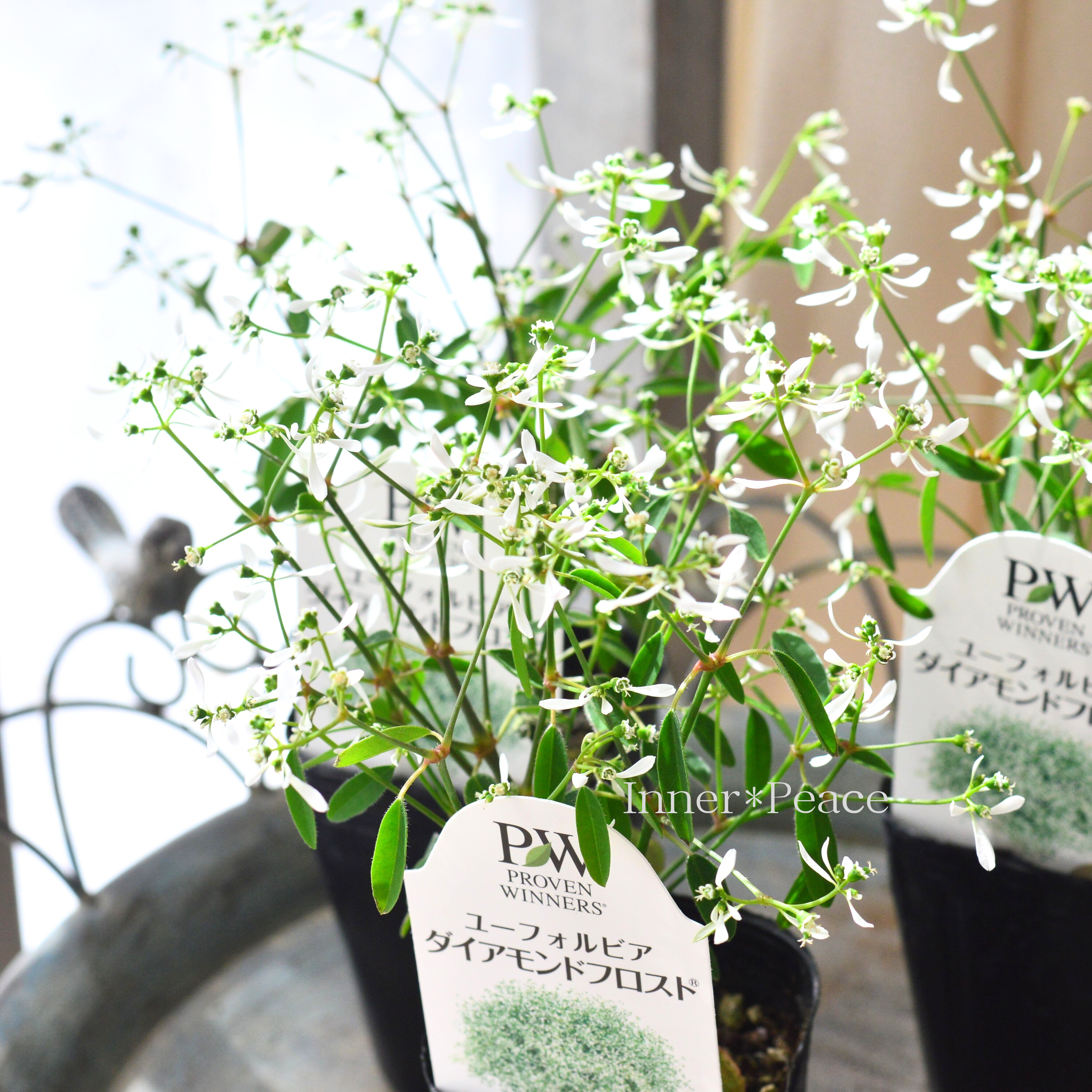 【暑さに強い】 ユーフォルビア 『ダイアモンドフロスト』 2.5寸~3寸POT