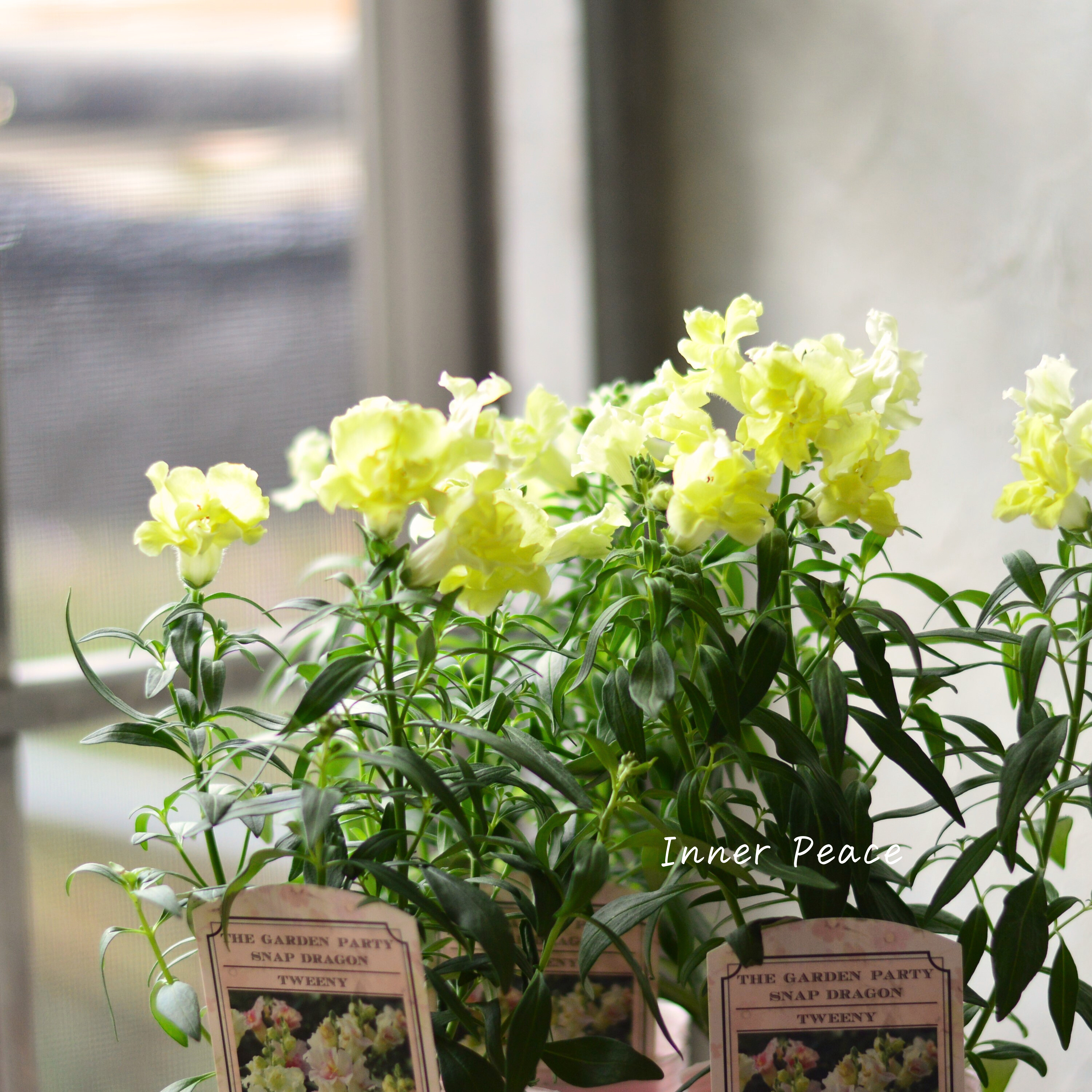 【かわいい】 キンギョソウ・トゥイニー 『イエロー』 3寸ロングPOT