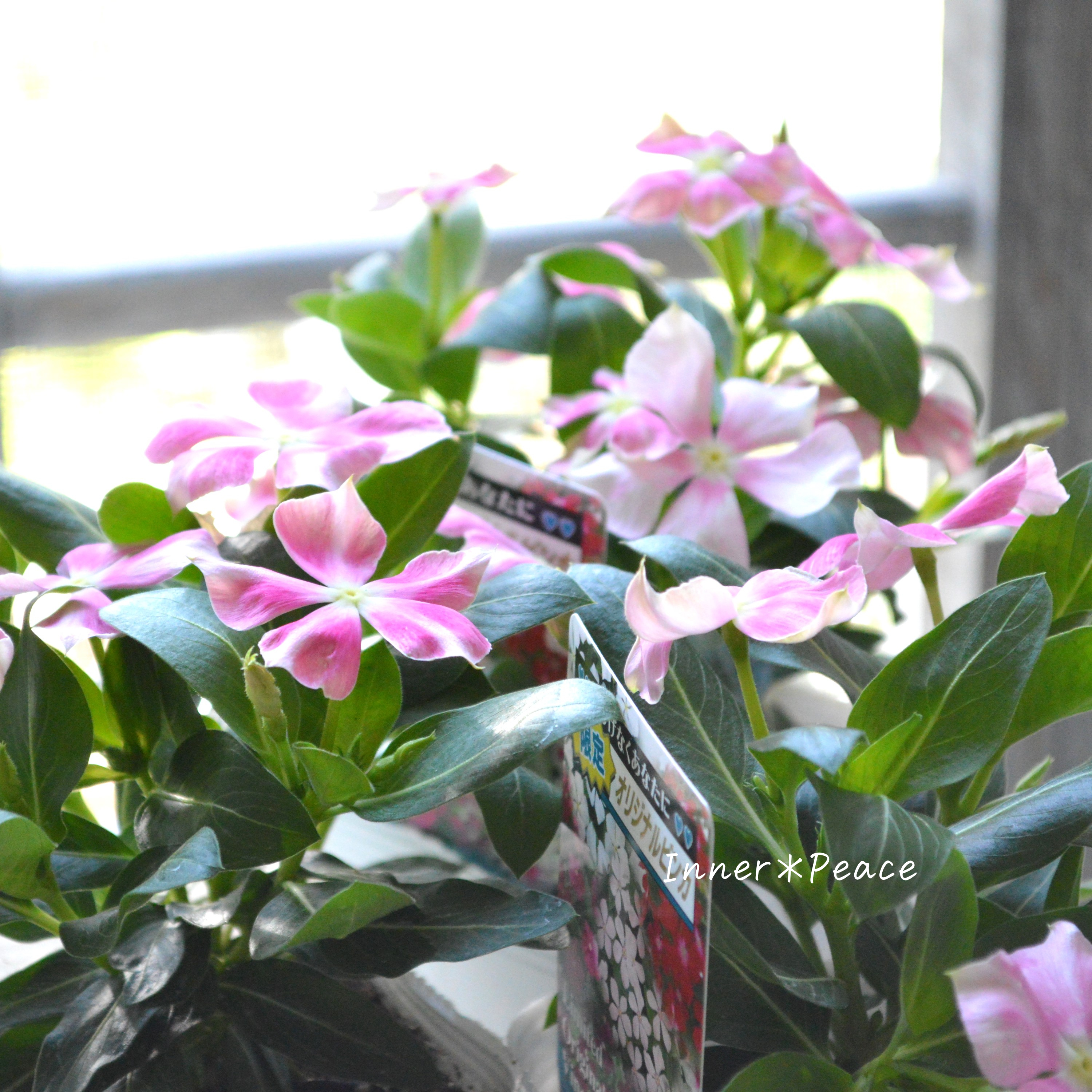 【北島園芸さん】 ニチニチソウ 『ピンクストライプ』 3.5寸POT