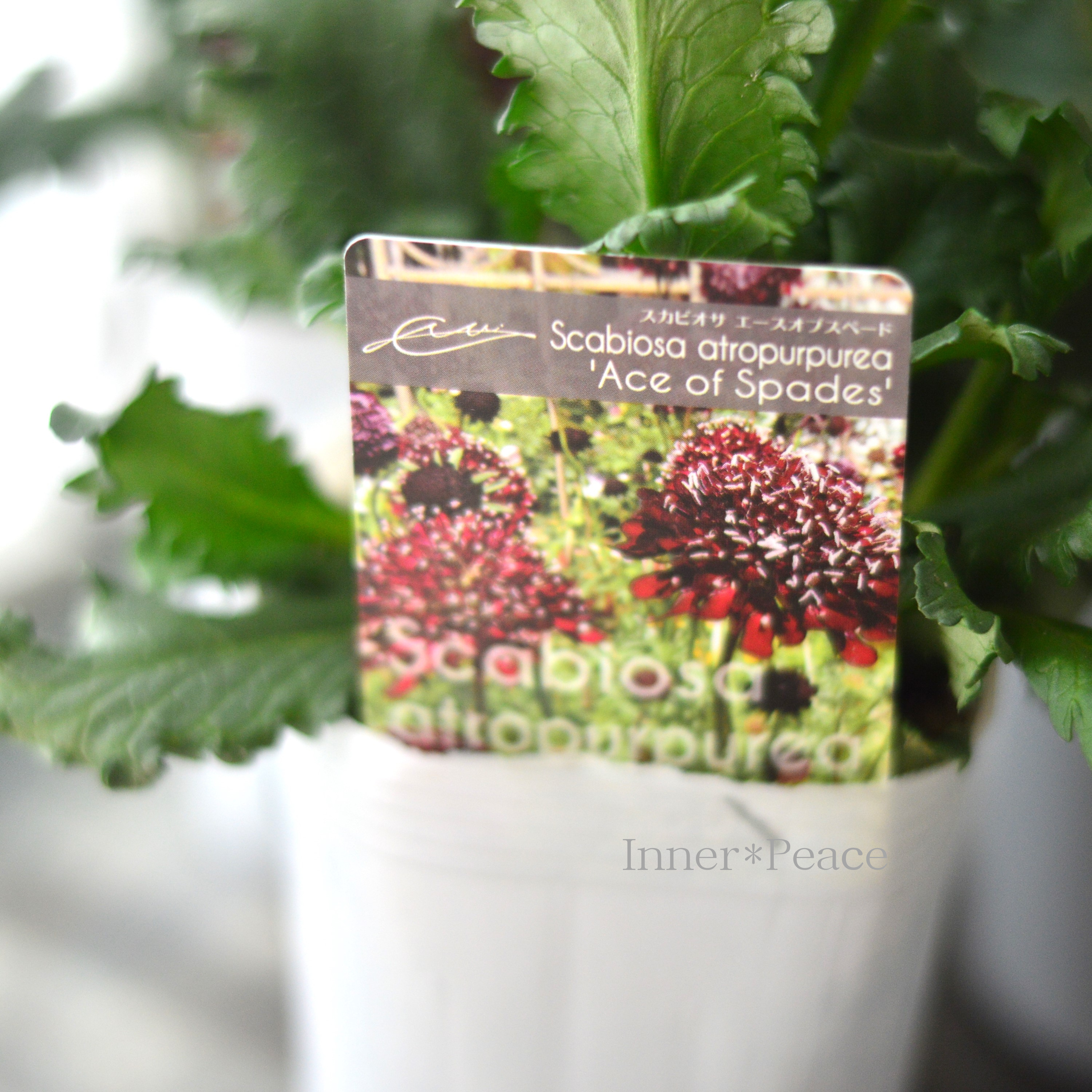 【暑さ寒さに強い】 スカビオサ 『エースオブスペード』 植え込み用 3寸POT