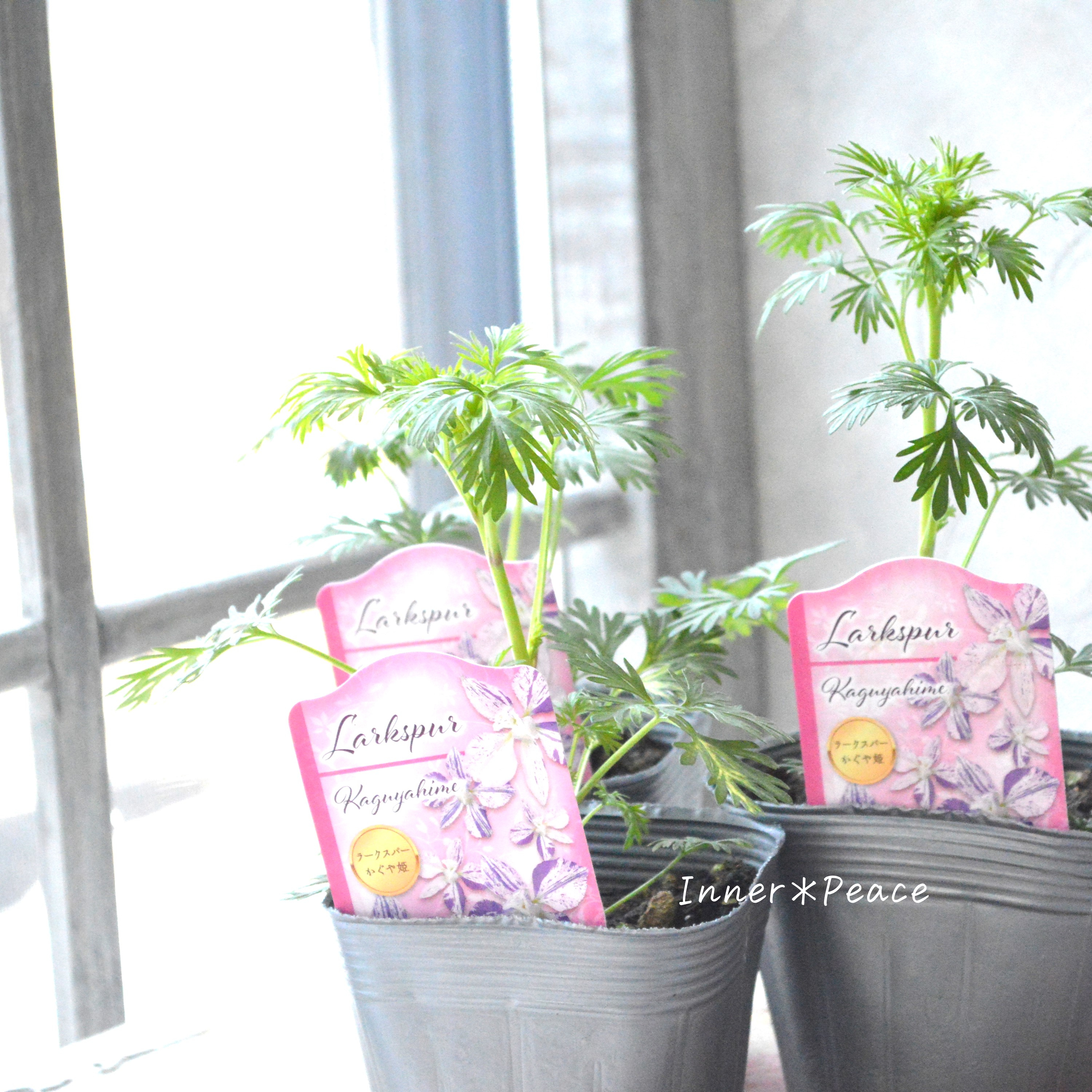 【希少】 見元園芸さん ラークスパー 『かぐや姫』 3.5寸POT