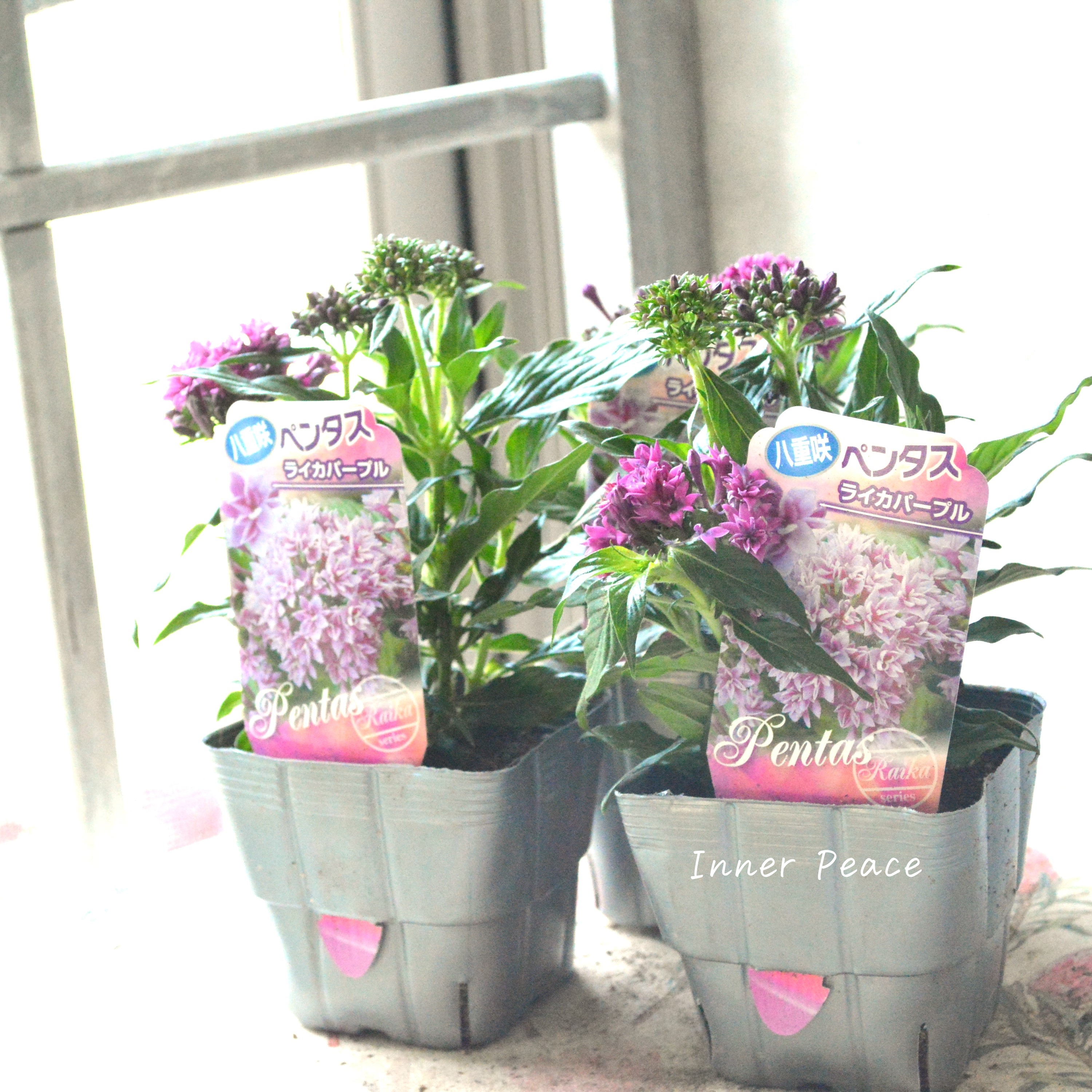 【暑さに強い】 八重咲きペンタス 『ライカ・パープル』 3.5寸POT