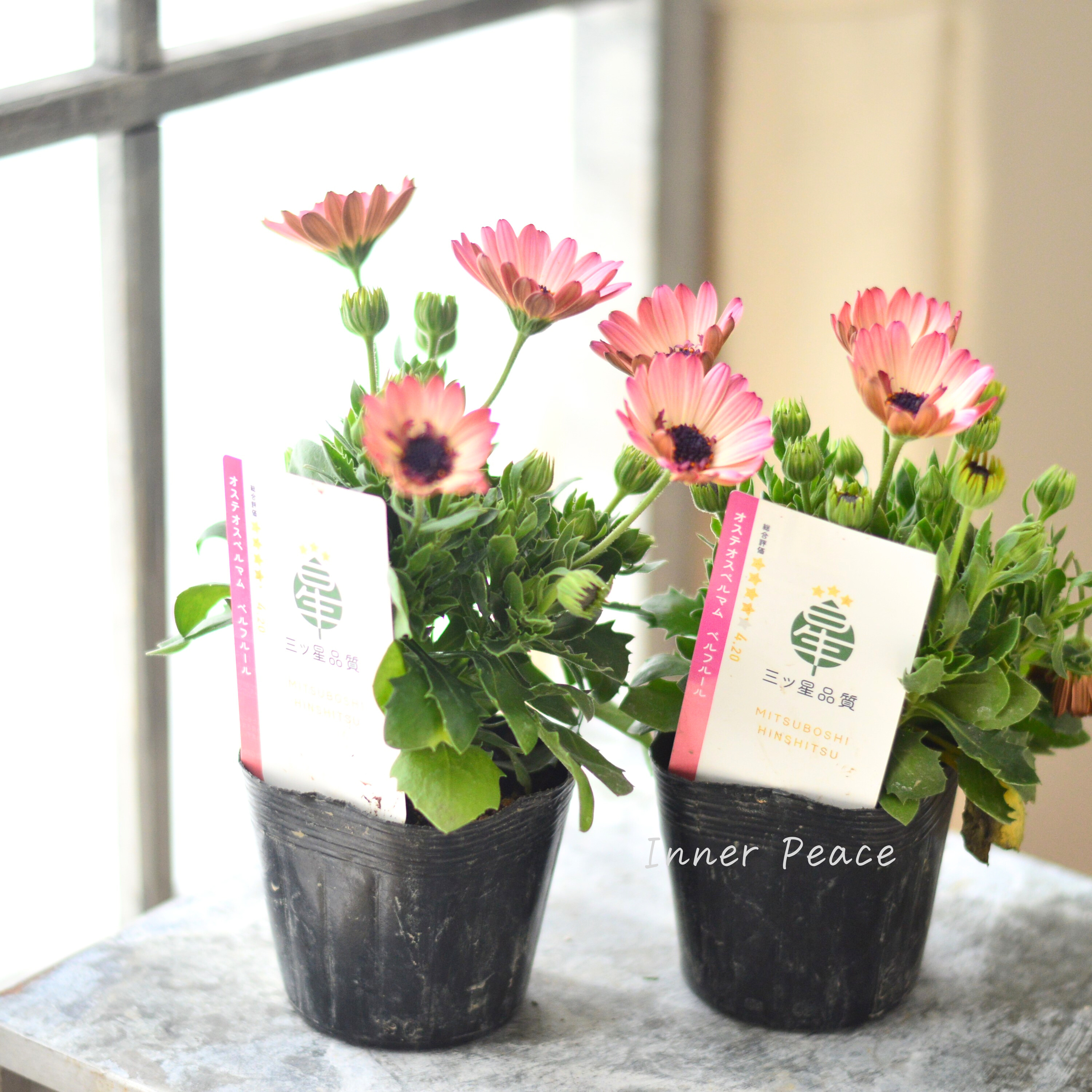 【大人かわいい】 オステオスペルマム 『ベルフルール・A』 3.5寸POT