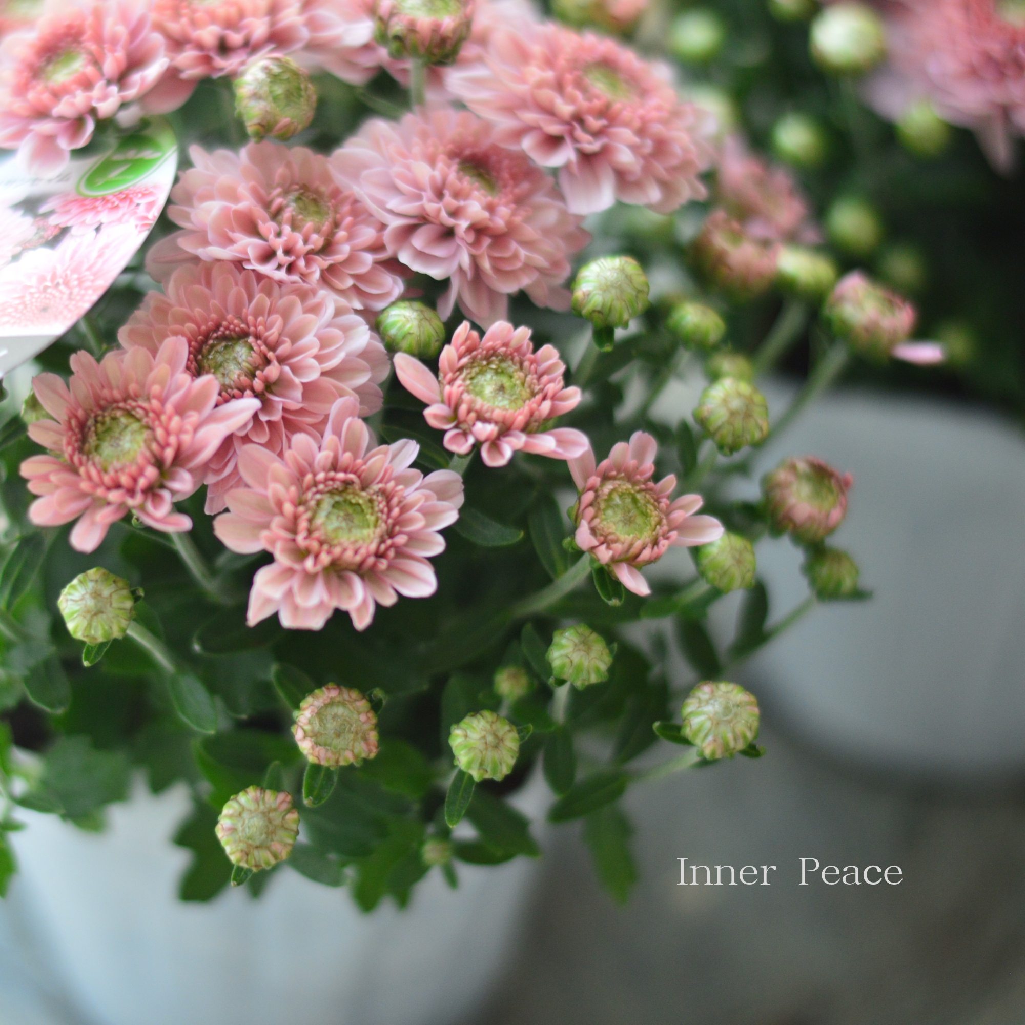 【アンティーク】 クリサンセマム・アラモード 『サーモン』 3.5号POT