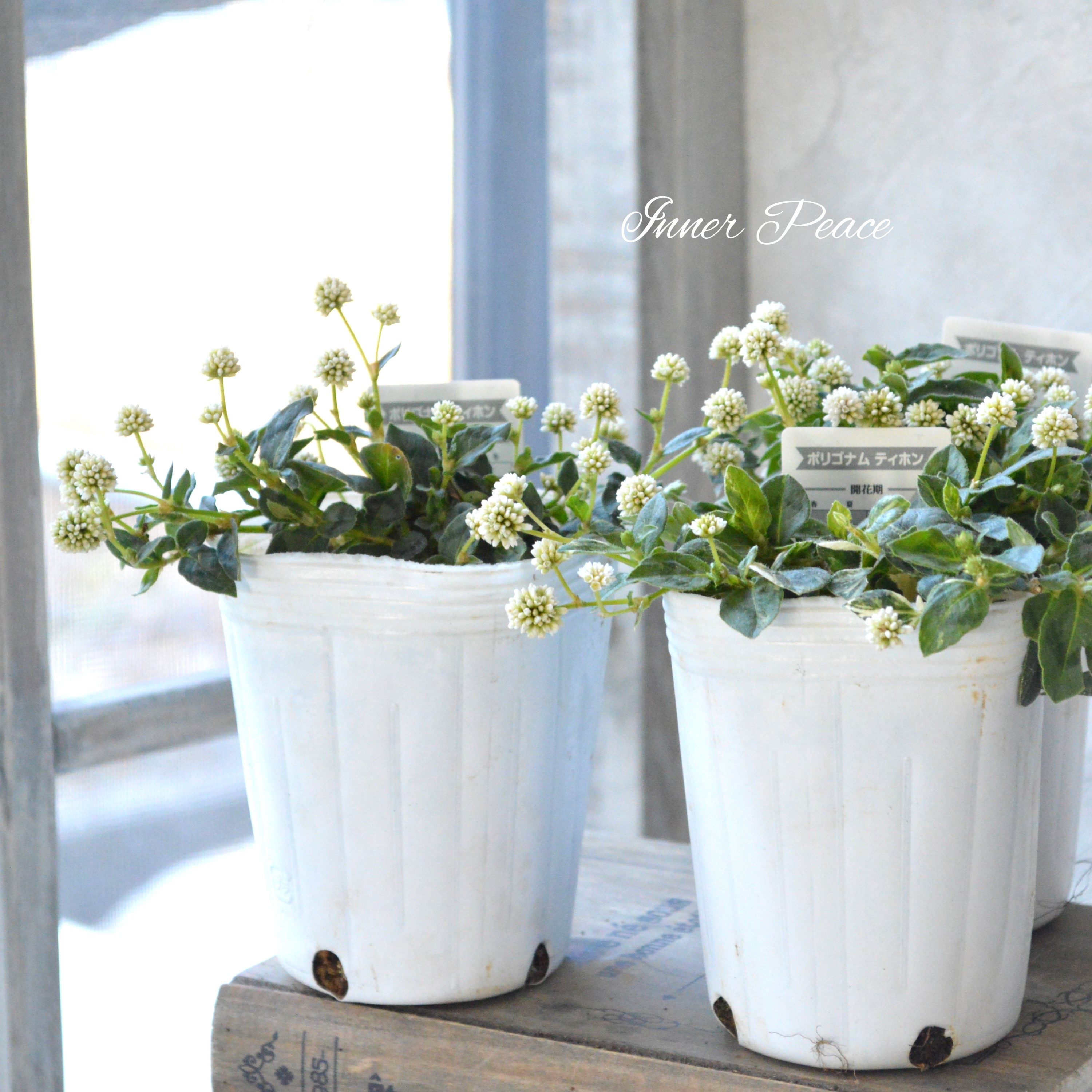 【斑入り】 ポリゴナム 『ティホン』 2.5寸POT