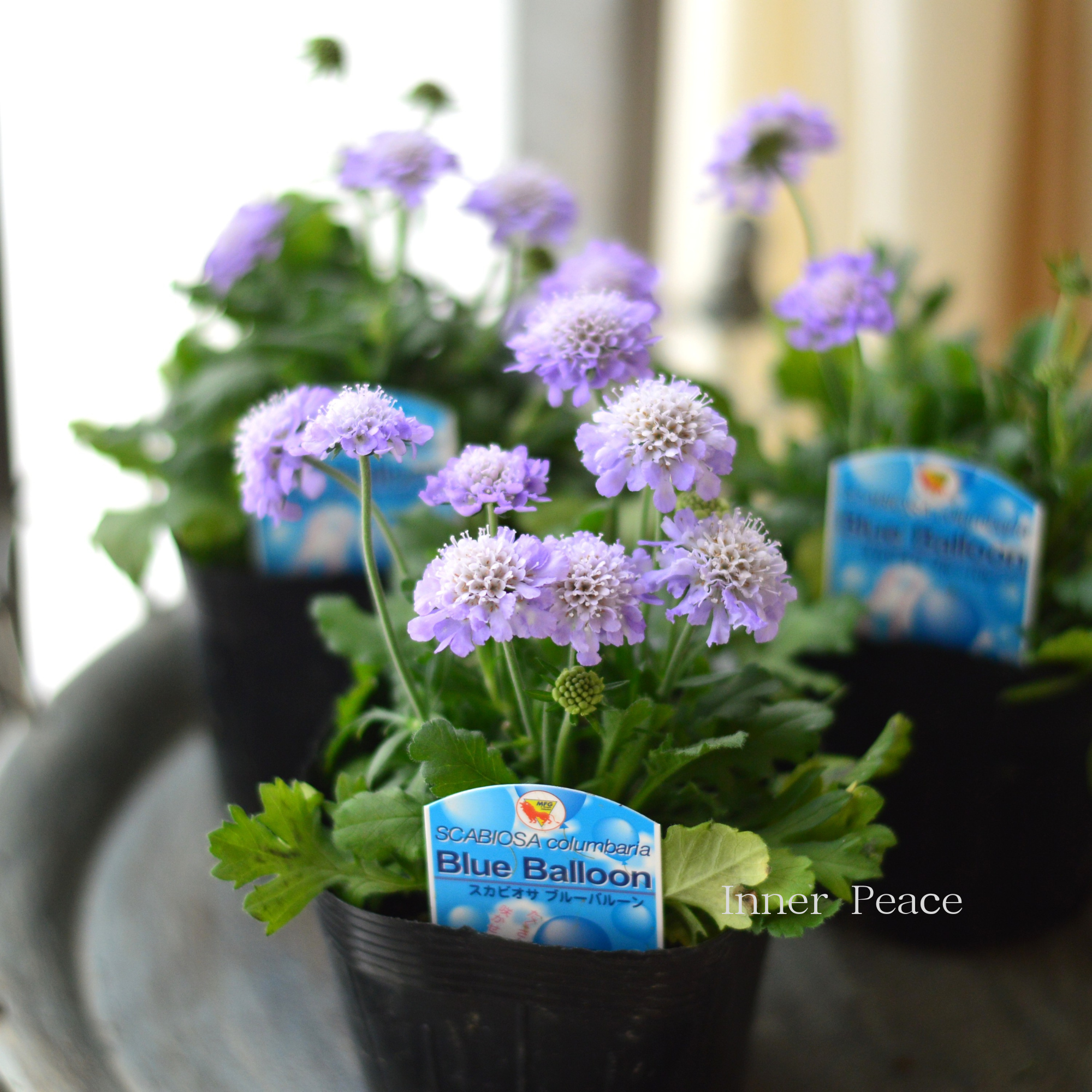 【美しい】 スカビオサ 『ブルーバルーン』 3.5寸POT