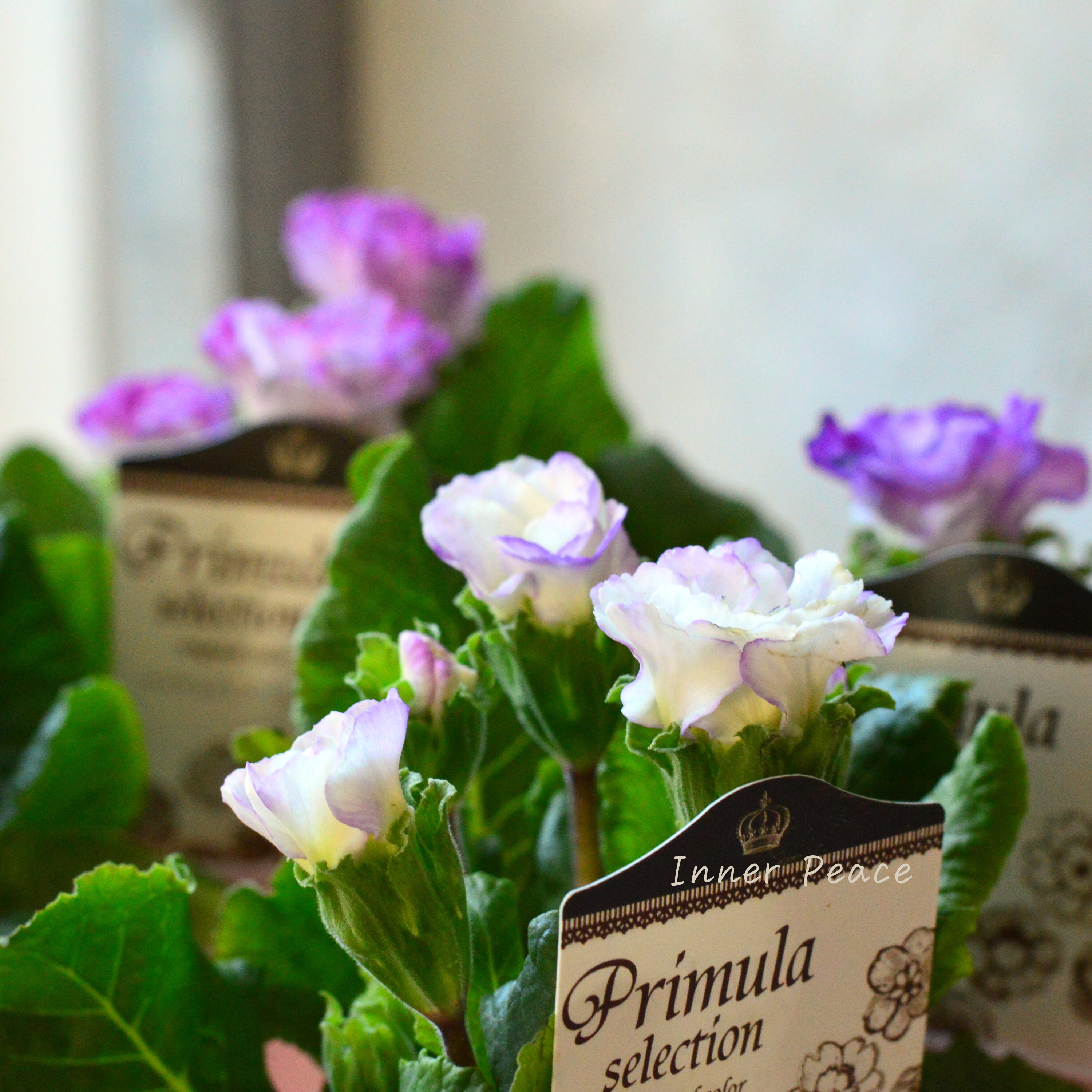 【k-plantsさん】 バラ咲き プリムラ 『カクテルドレス・ブルー』 2.5寸ロングPOT