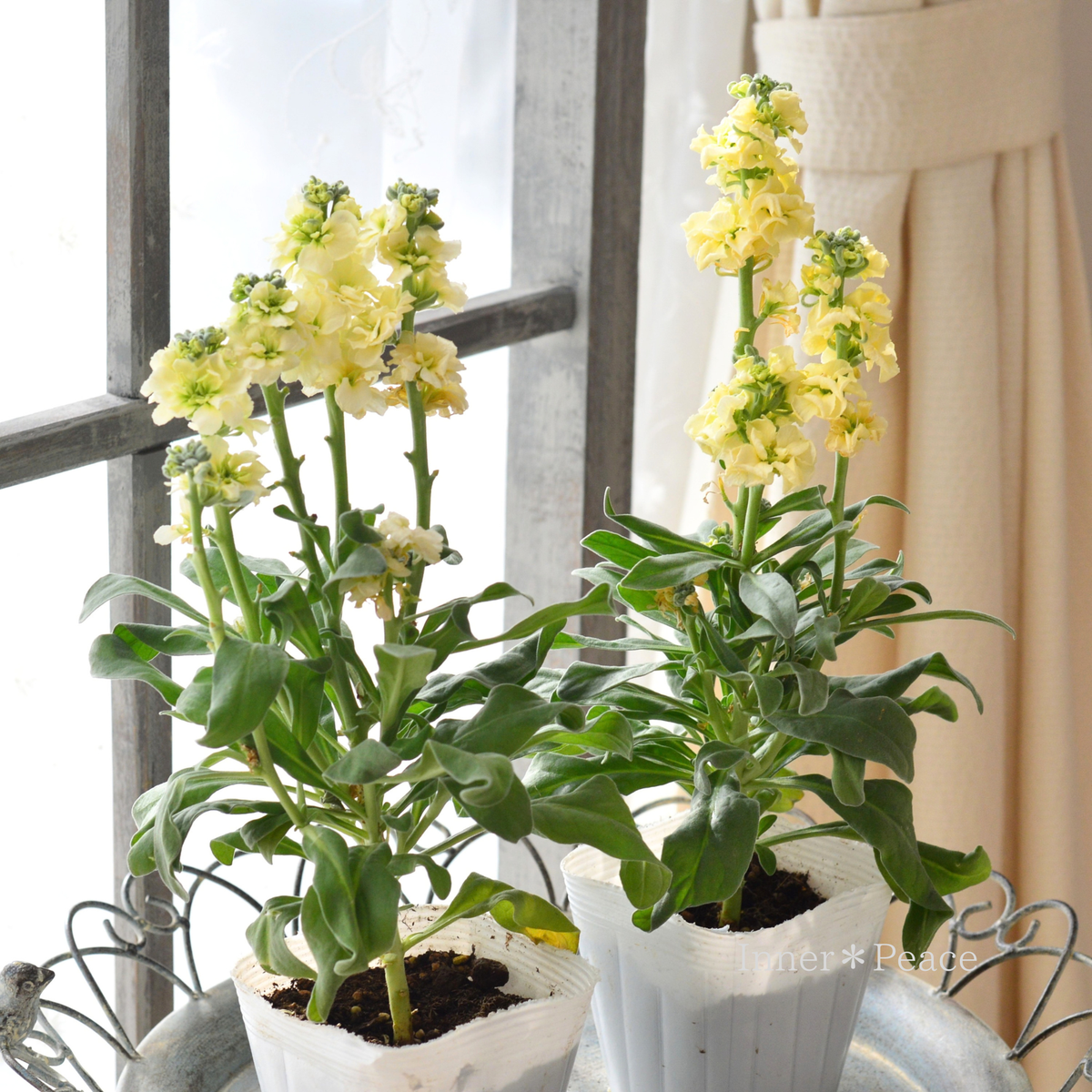 【八重咲き】 ストック ベイビー 『イエロー系』 3.5寸POT