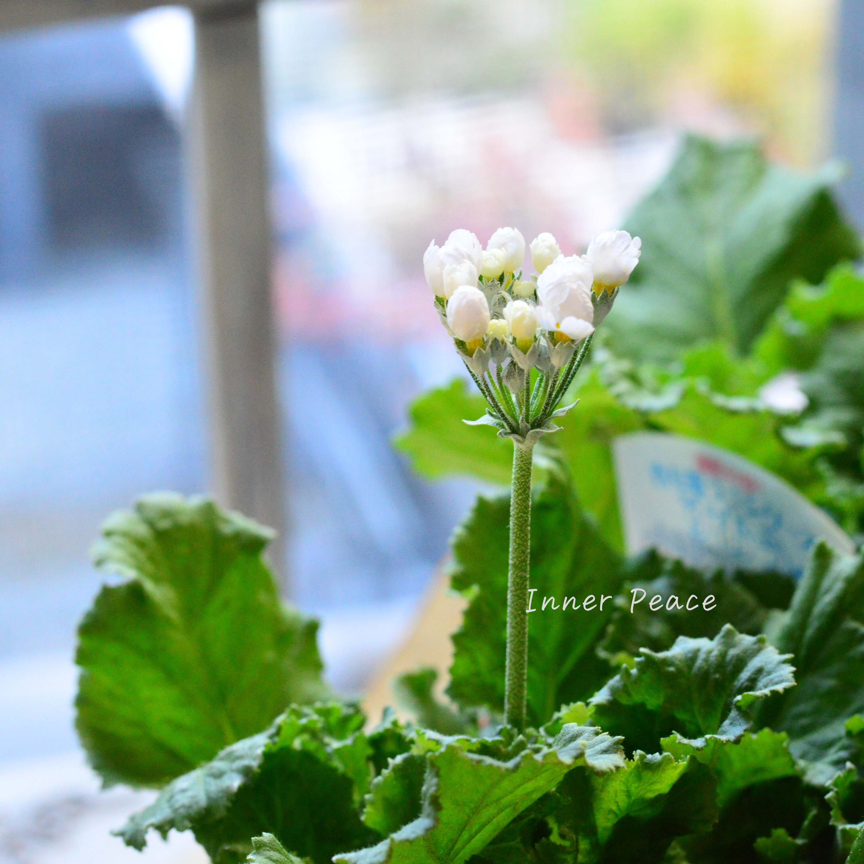 【美しい】 プリムラ マラコイデス 『すおう』 3.5寸POT