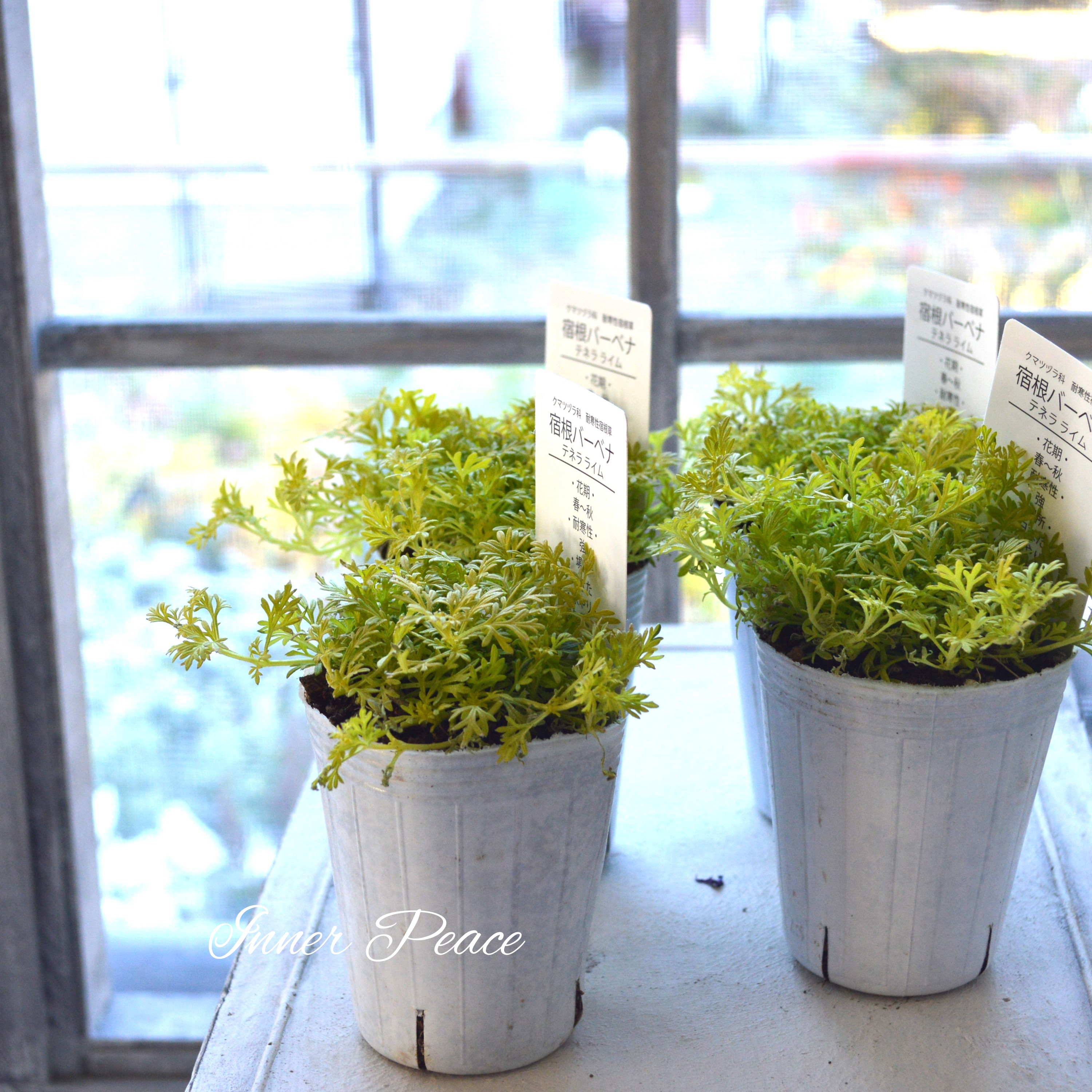 【鮮やか】 宿根バーベナ テネラ 『ライム・オーレア』 2.5寸ロングPOT