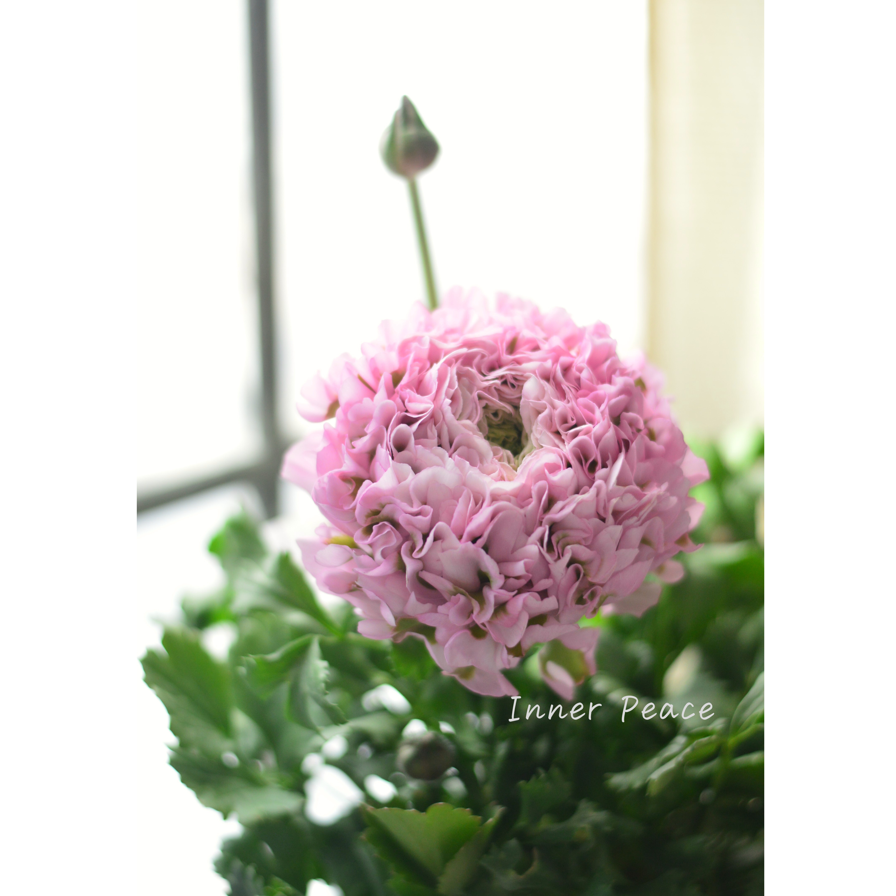 【希少】 ラナンキュラス・ポンポン 『ハーマイオニー』 5号鉢