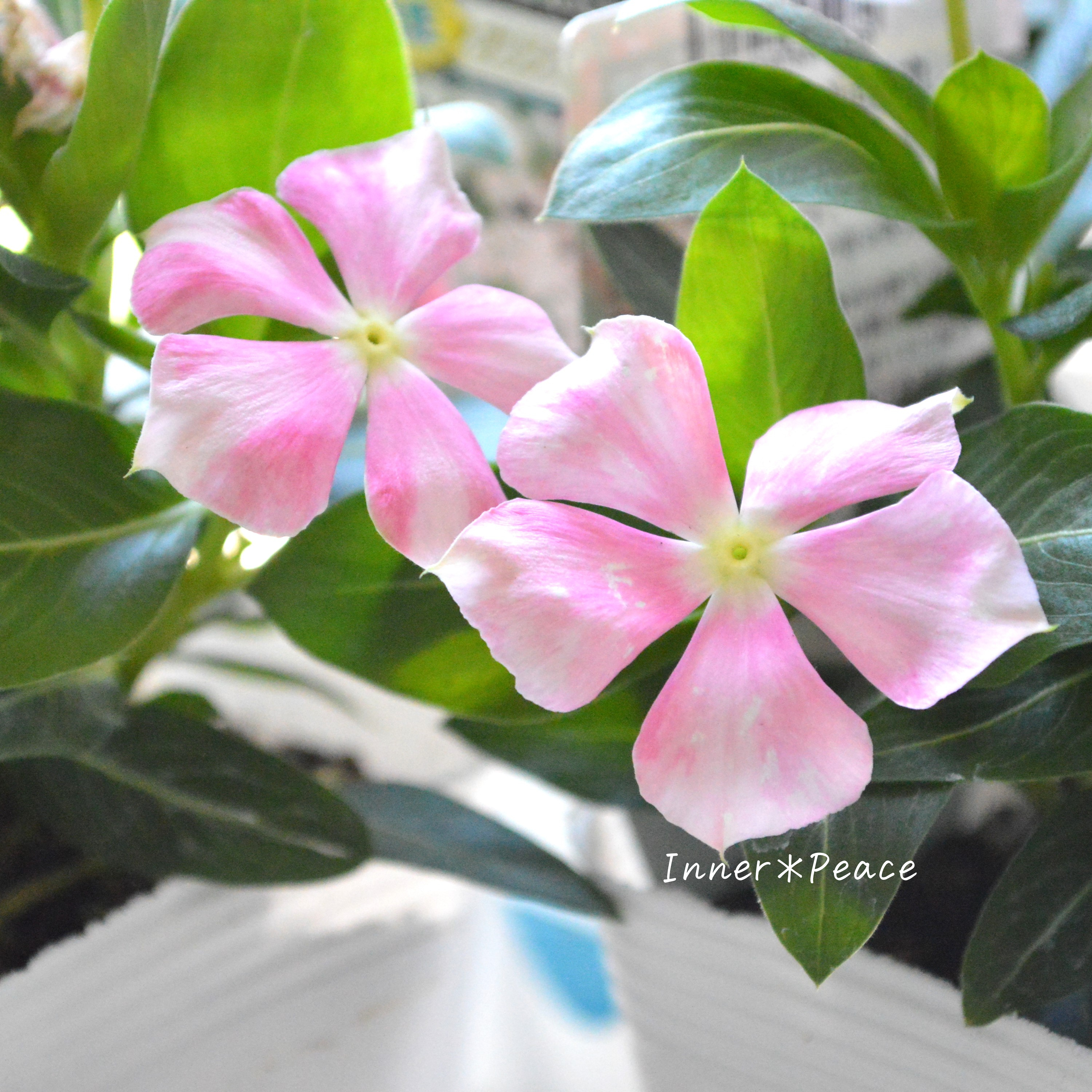 【北島園芸さん】 ニチニチソウ 『ピンクストライプ』 3.5寸POT