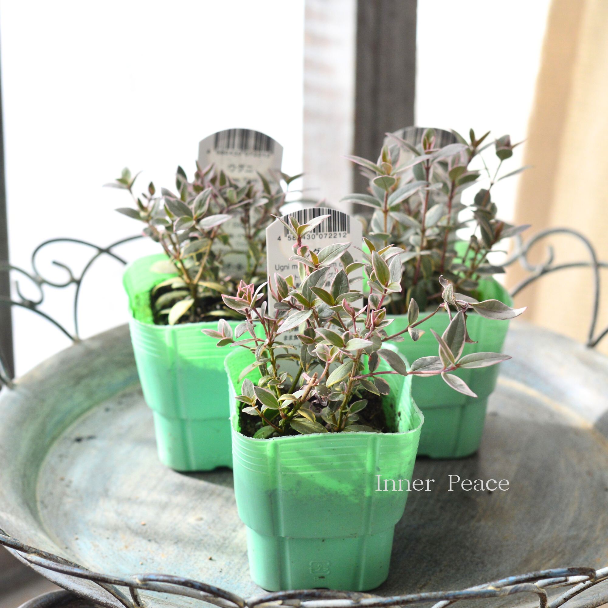 【寄せ植えに】 ウグニ(チリグアバ) 斑入り 3寸POT