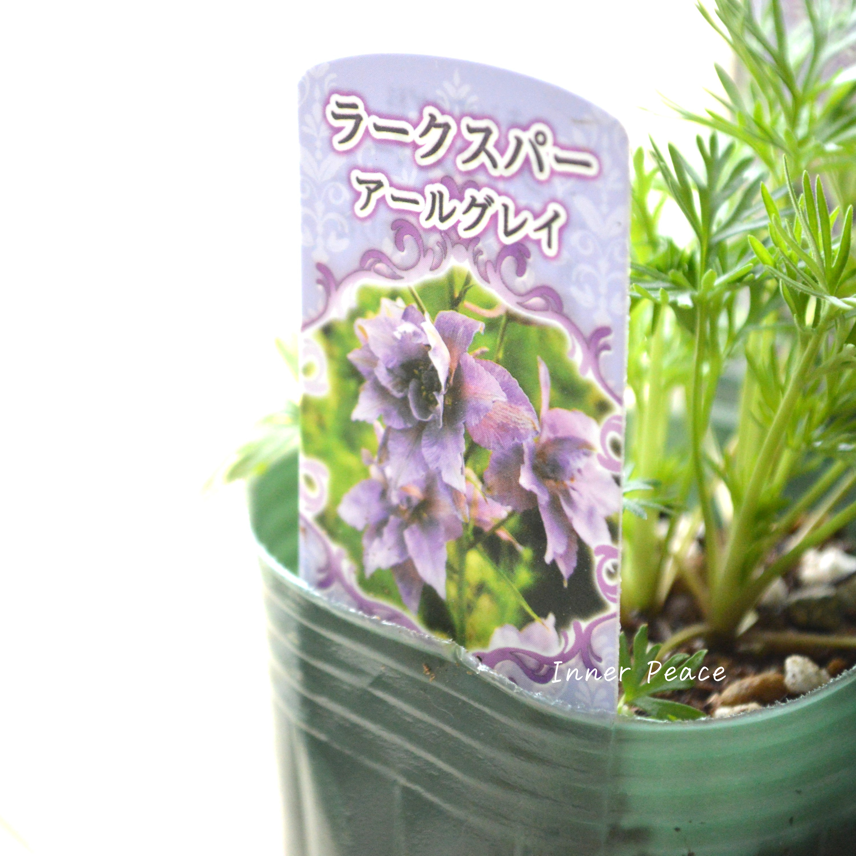 【人気】 ラークスパー 『アールグレイ』 3寸POT