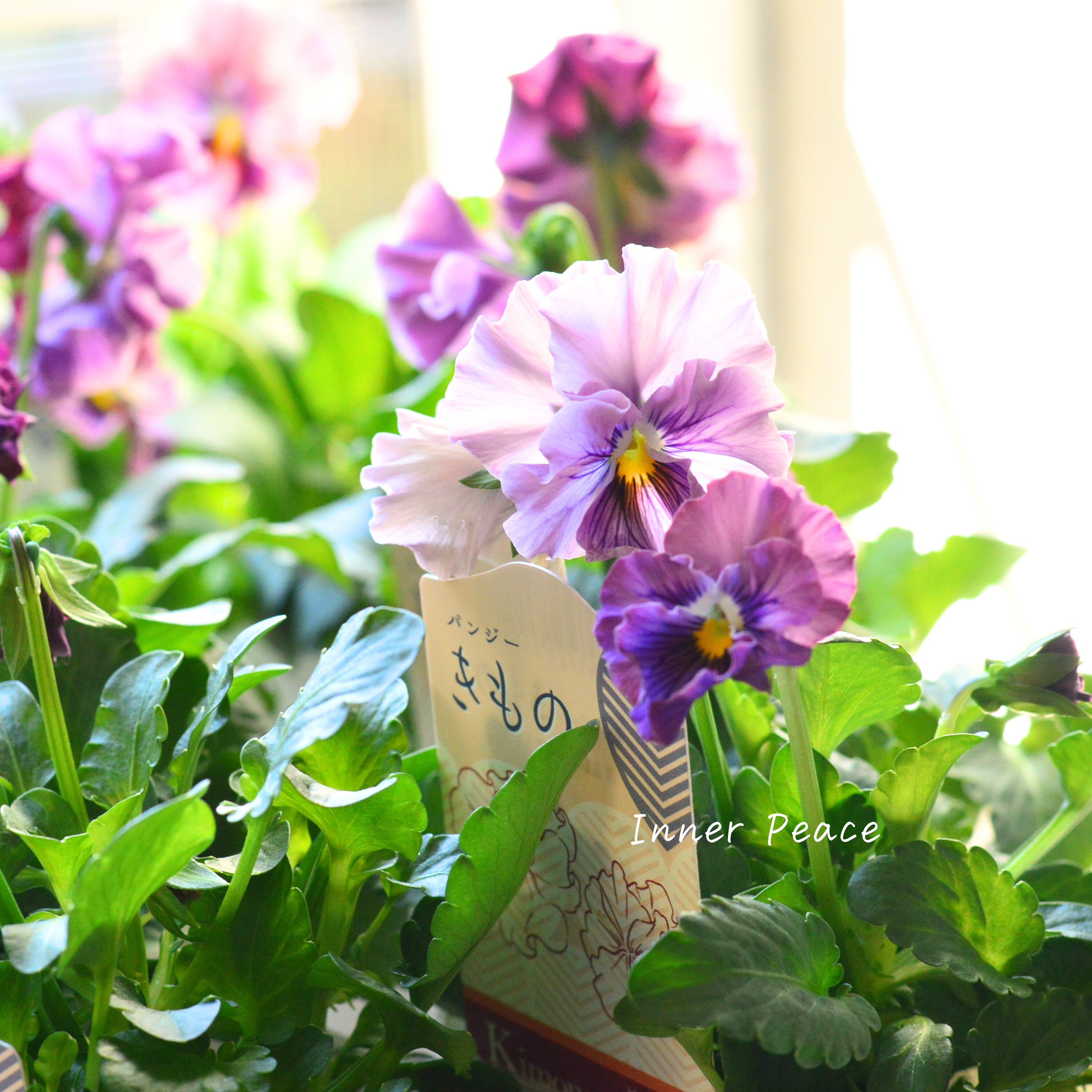 【美しい】 パンジー 『きもの』 3.5寸POT