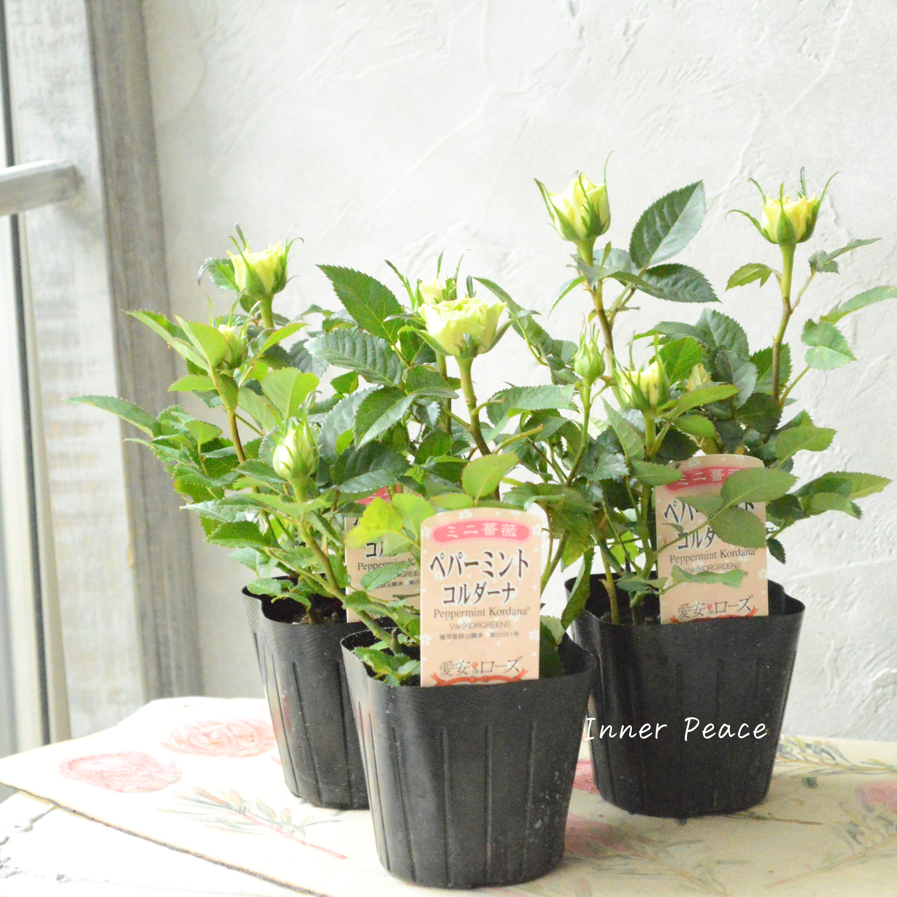 【美しい】ミニ薔薇 『コルダナ・ペパーミント』 3寸POT