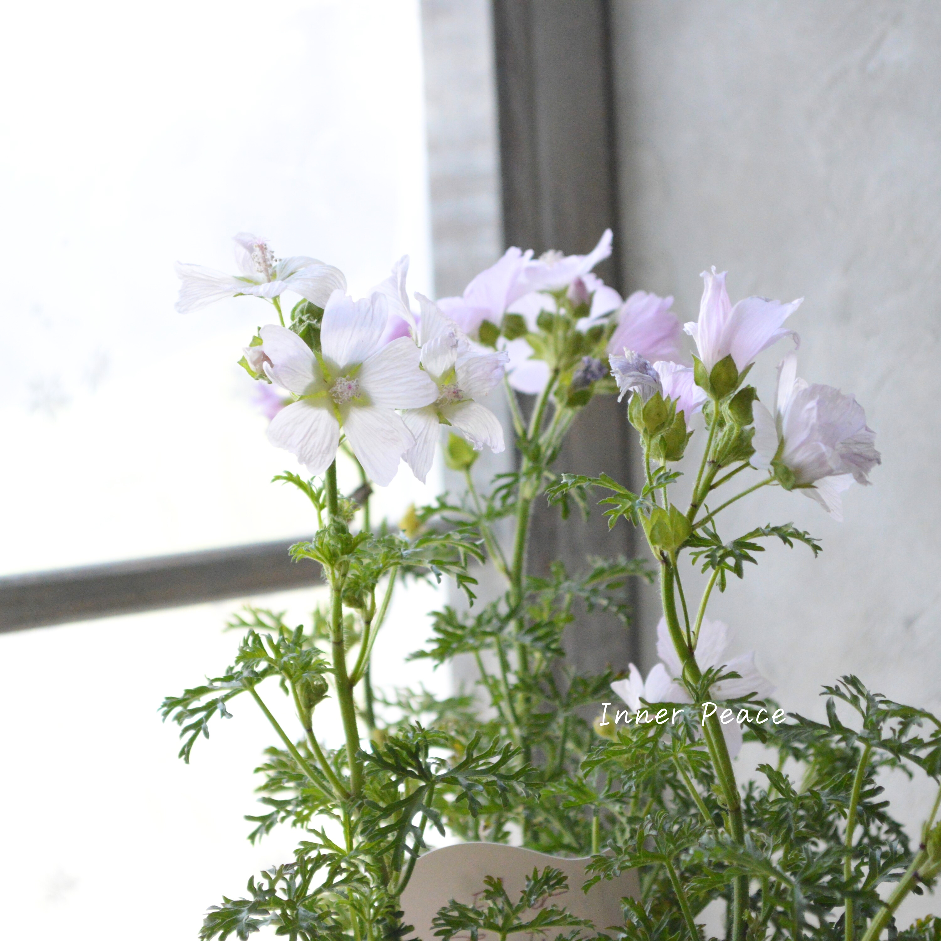 【美しい】 ムスクマロウ 『アップルブロッサム』 3寸POT