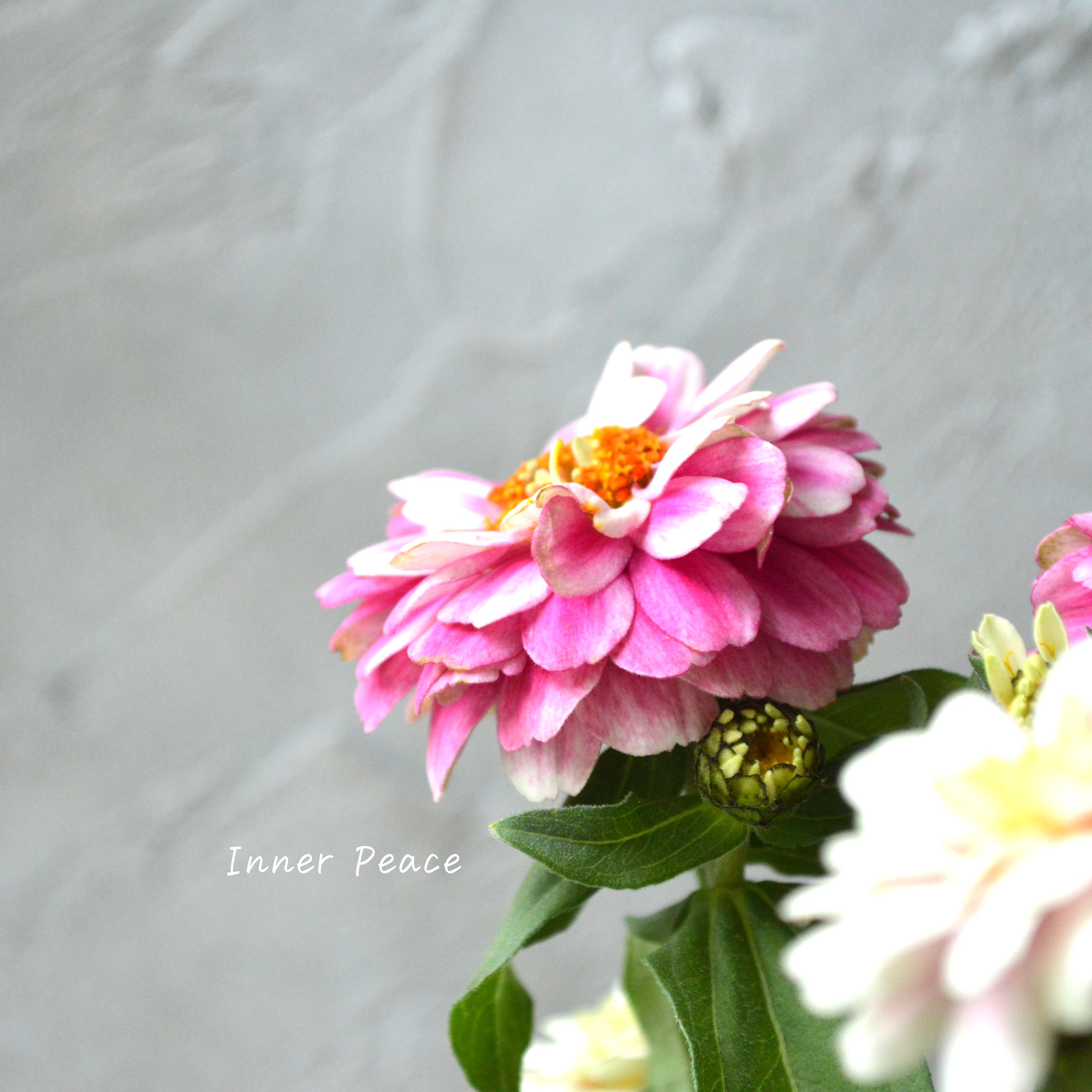 【八重咲き】 ジニア 『ダブルザハラ・ラズベリーリップル』 3寸POT