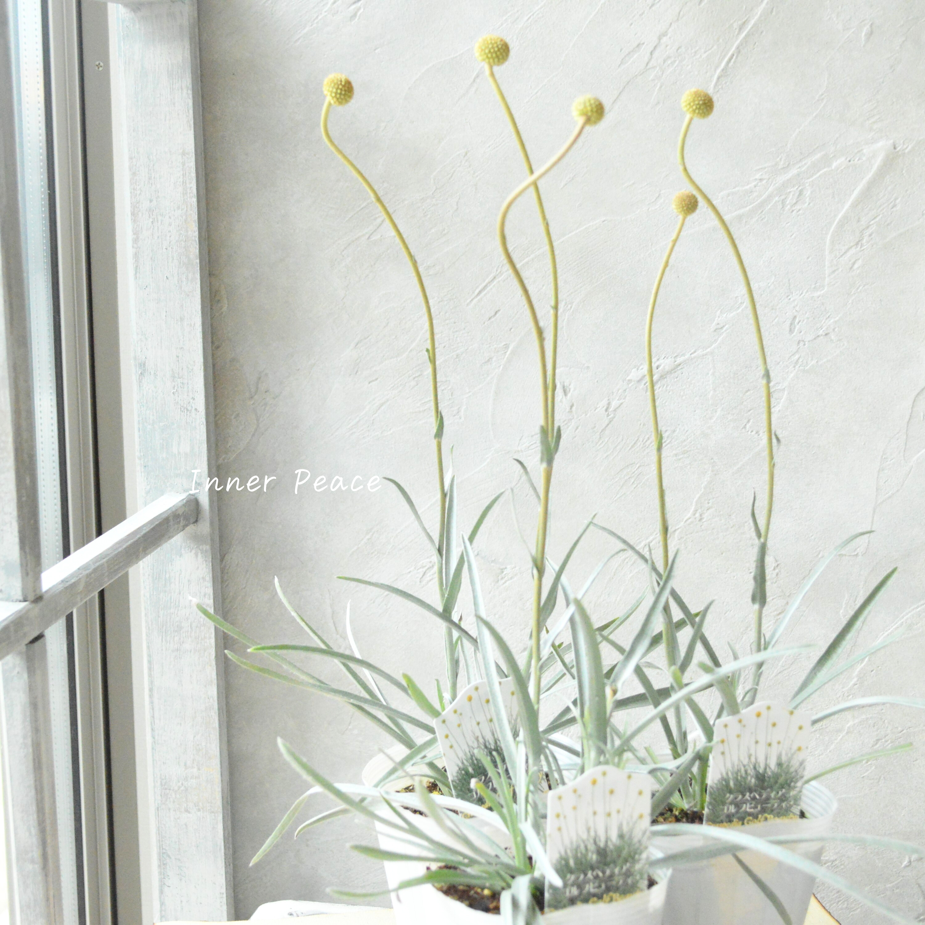 【個性的】 クラスペディア 『ゴルフビューティー』 3.5寸POT