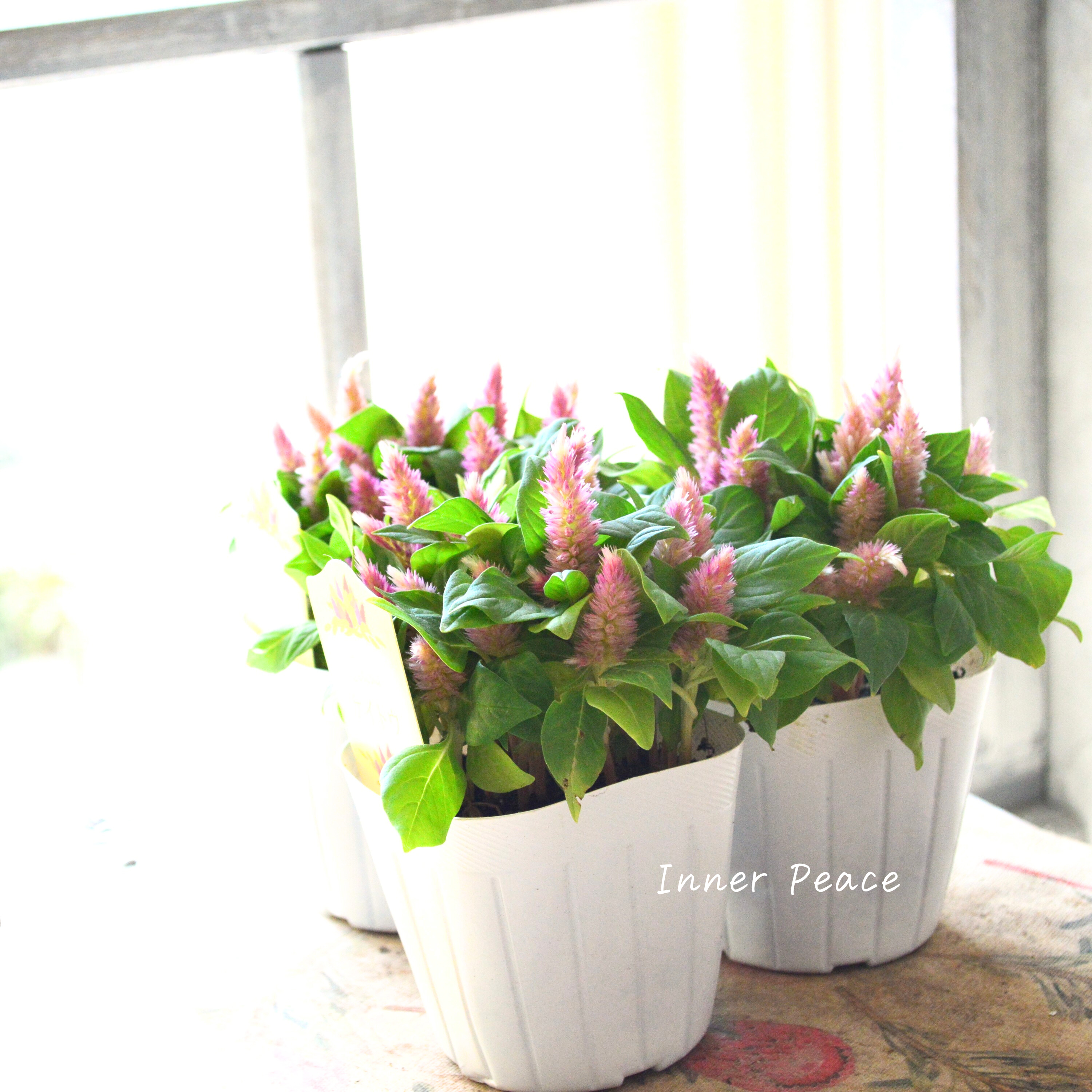 【秋のお花】 ケイトウ(多粒撒き) 『ピンクバイカラー』 3寸POT